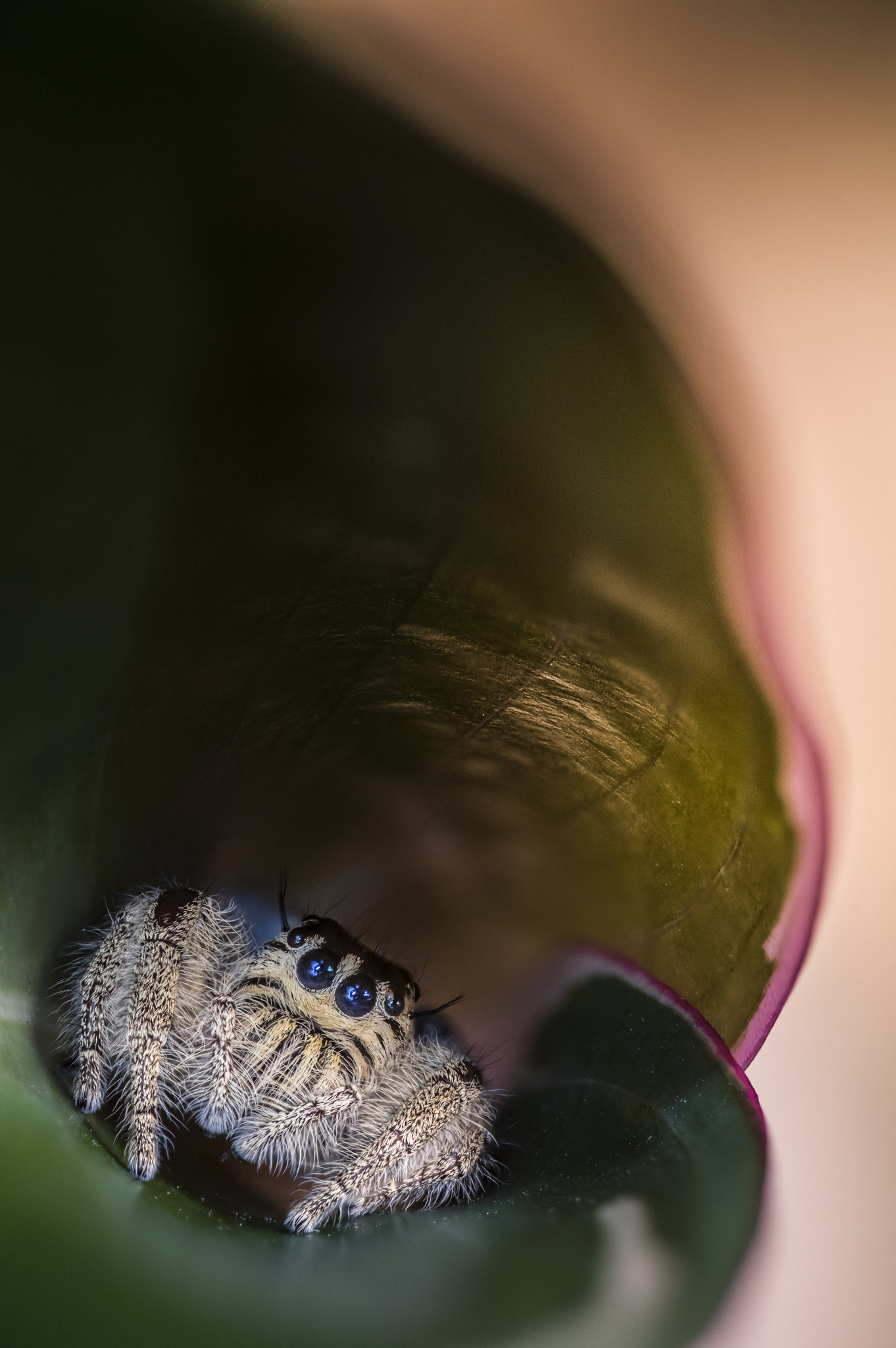 Sigma 150mm F2.8 EX DG OS Macro HSM sample photo. Hyllus diardi photography