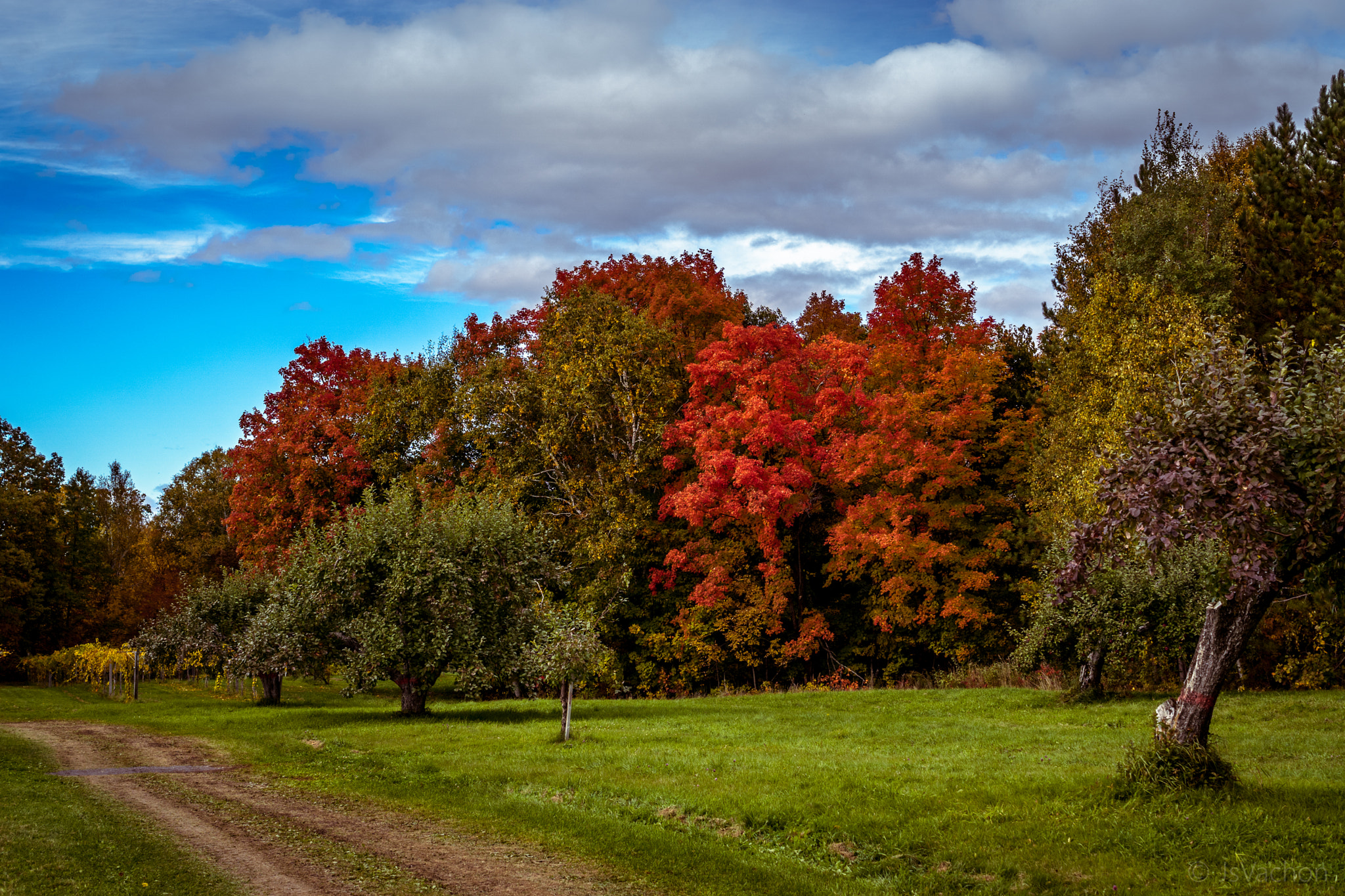 Sony ILCA-77M2 + Sony DT 35mm F1.8 SAM sample photo. Harvesting apples in st-antoine-de-tilly, québec photography