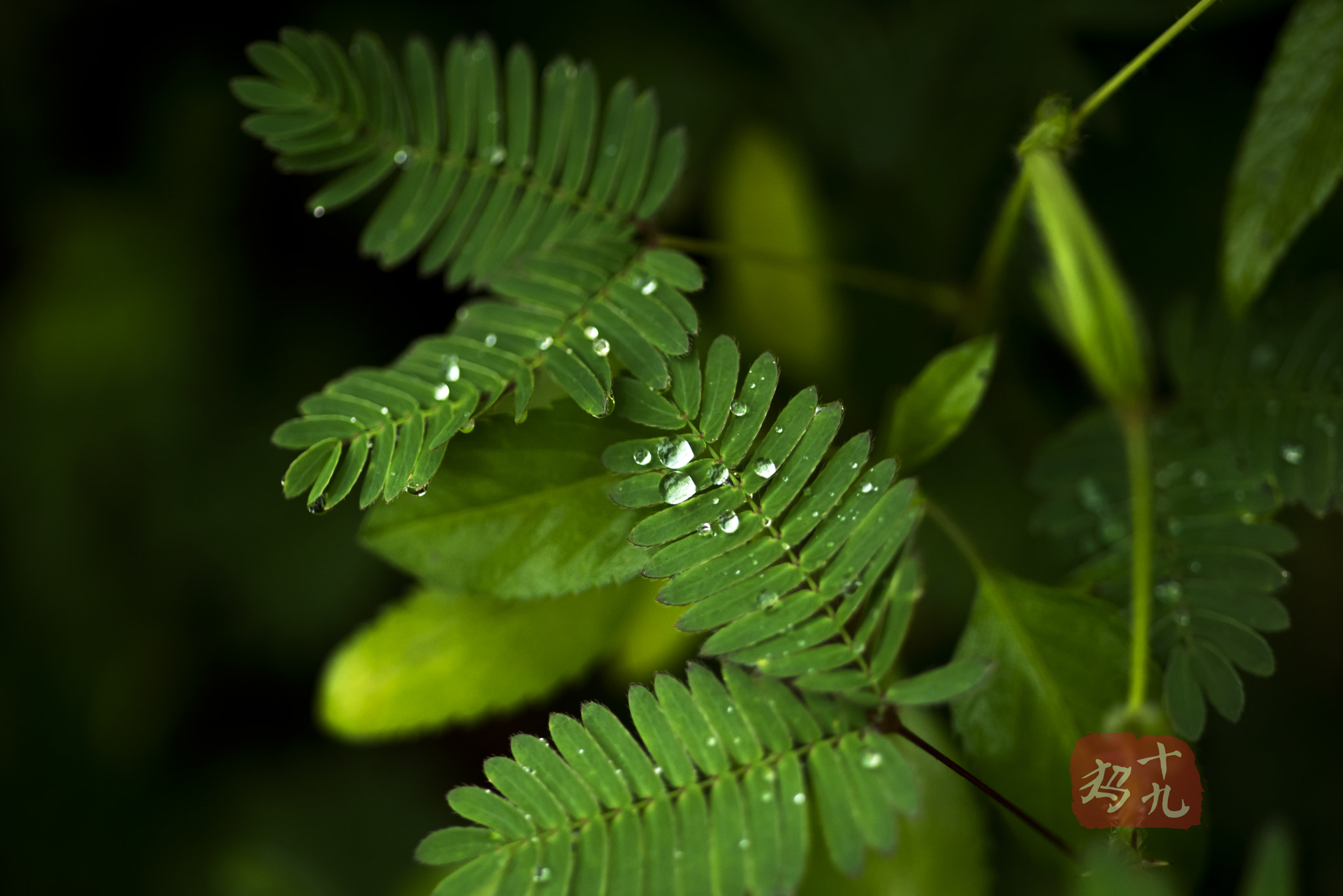 Nikon D750 + AF Micro-Nikkor 105mm f/2.8 sample photo