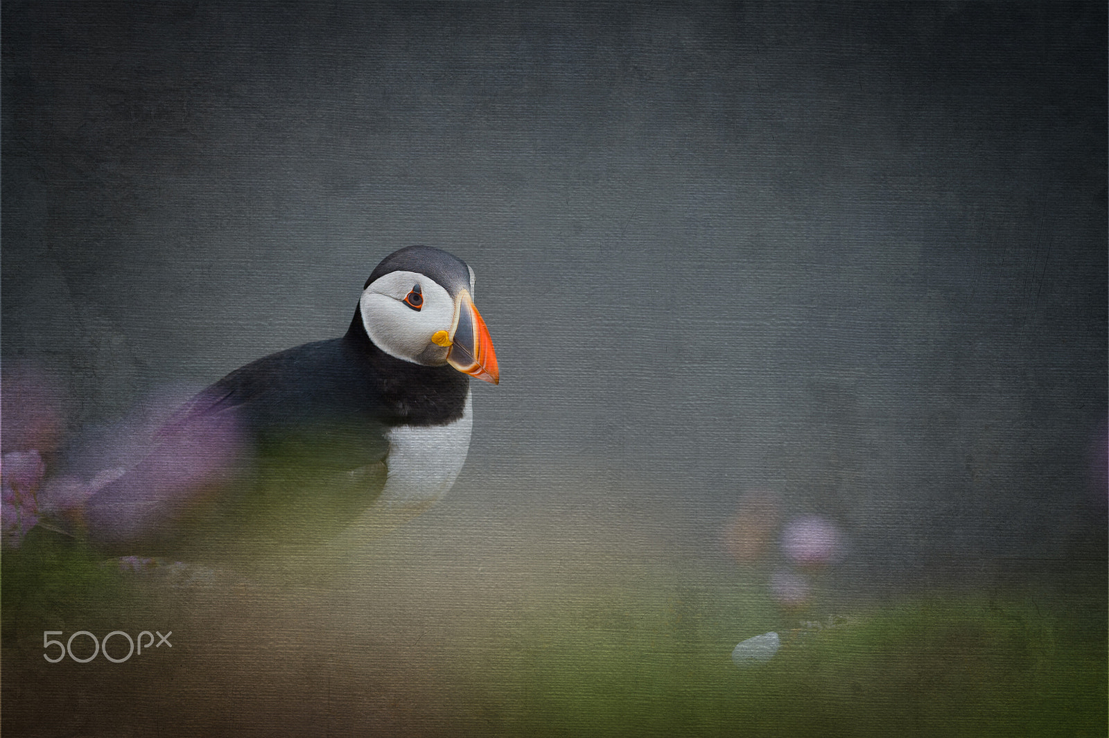 Nikon D4S + Nikon AF-S Nikkor 300mm F4D ED-IF sample photo. Puffin with texture dsc_4334-2.jpg photography