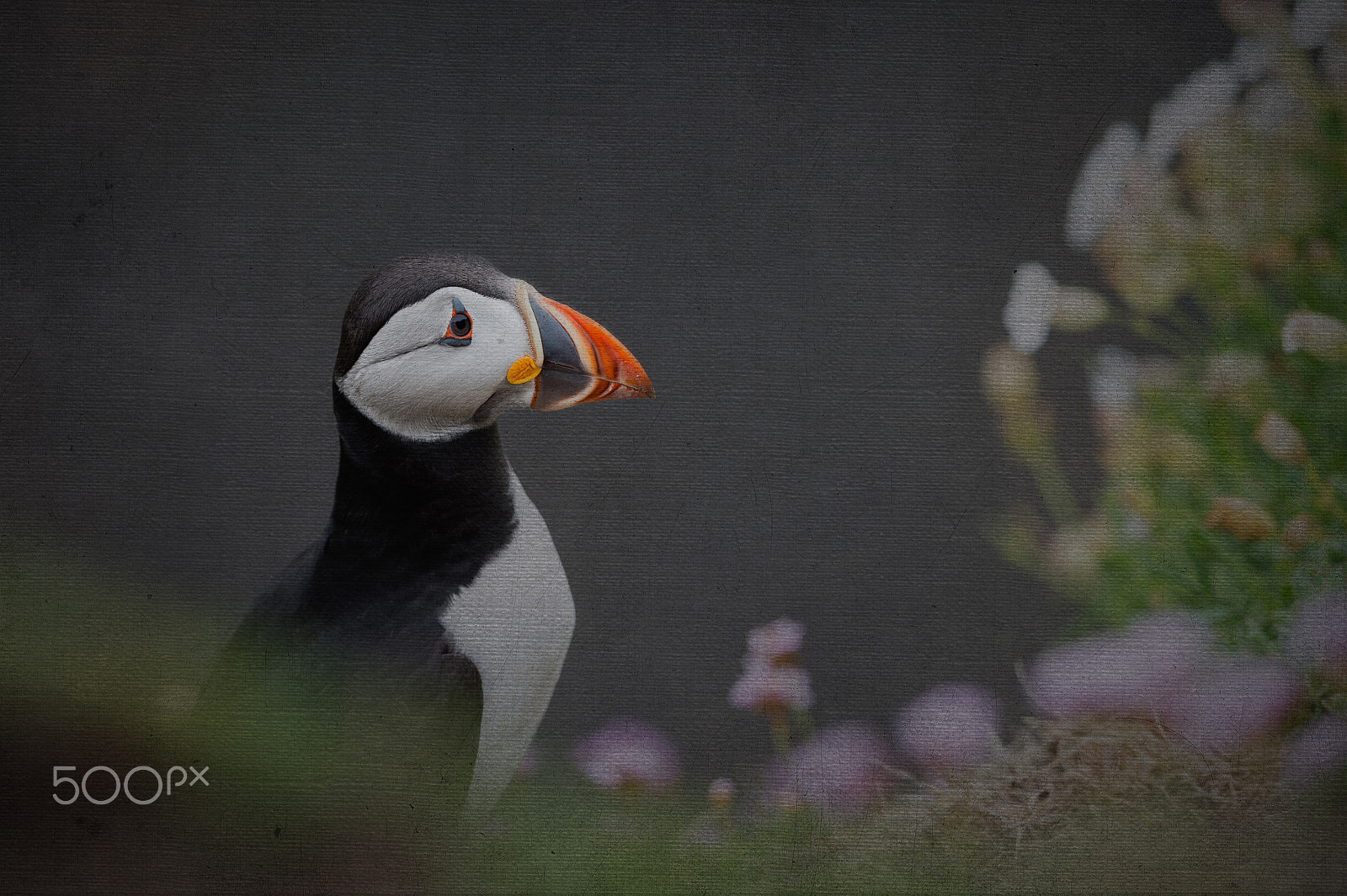 Nikon D4S + Nikon AF-S Nikkor 300mm F4D ED-IF sample photo. Puffin with texture dsc_4373-2.jpg photography