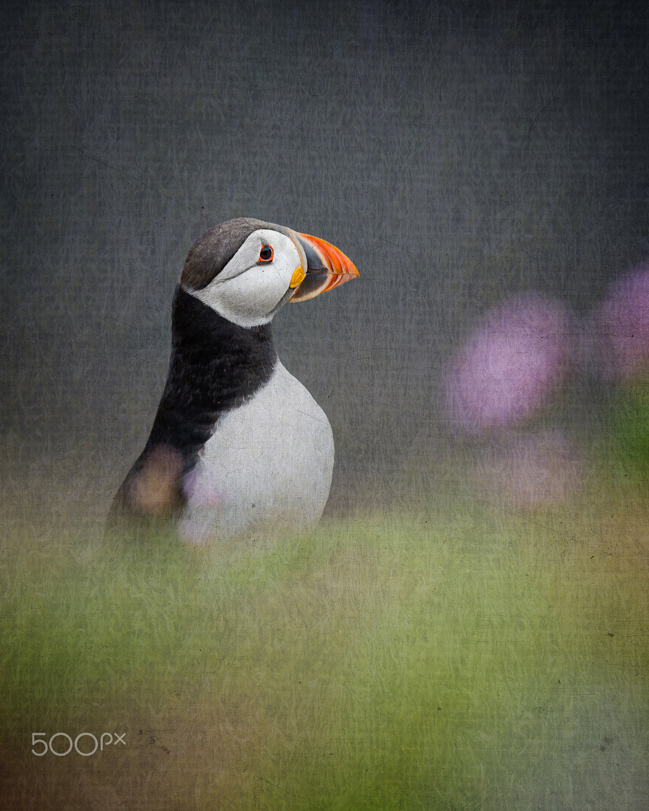 Nikon D4S + Nikon AF-S Nikkor 300mm F4D ED-IF sample photo. Puffin with texturedsc_4385-2.jpg photography