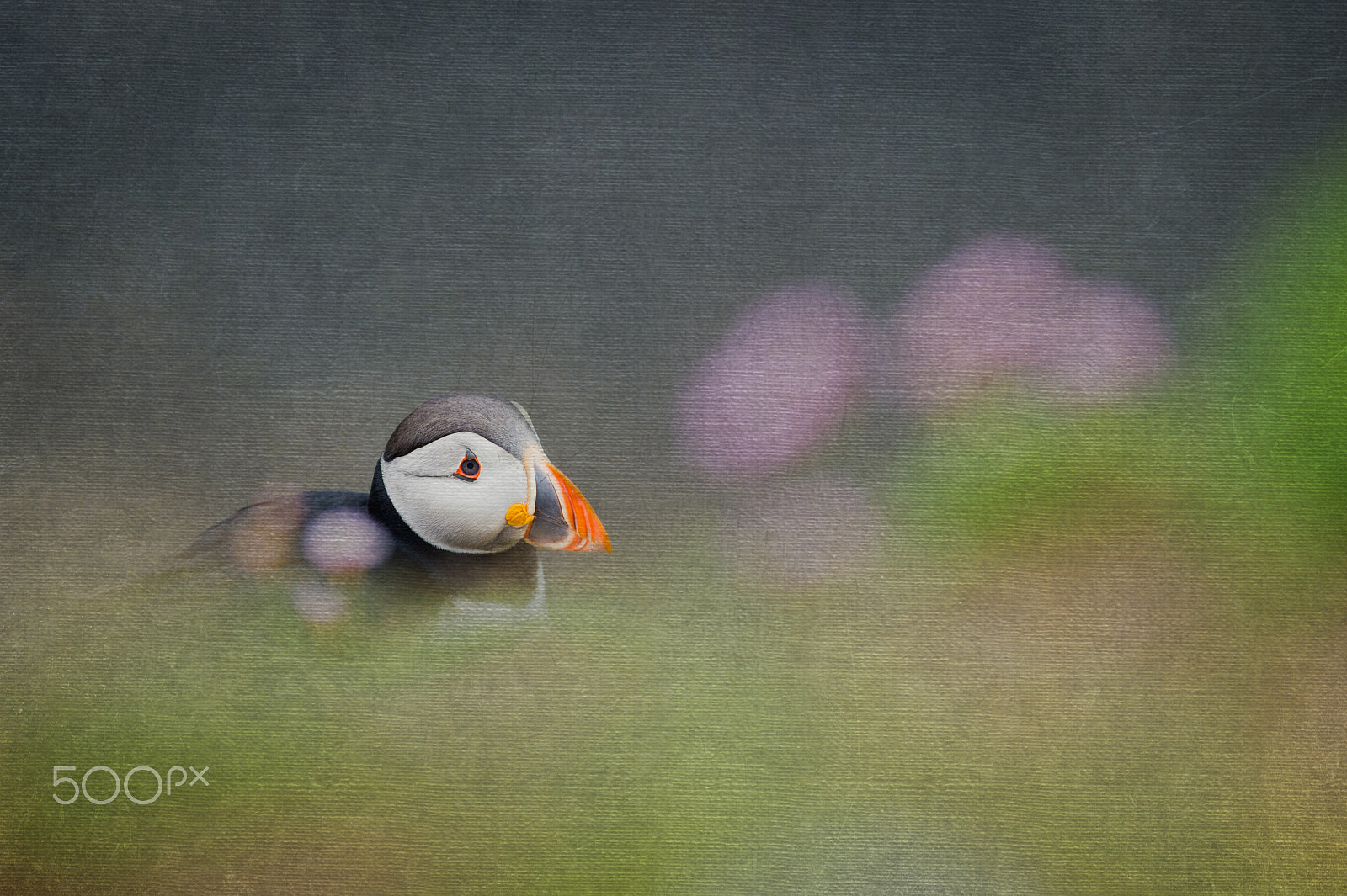 Nikon D4S + Nikon AF-S Nikkor 300mm F4D ED-IF sample photo. Puffin with texture dsc_4391-2.jpg photography