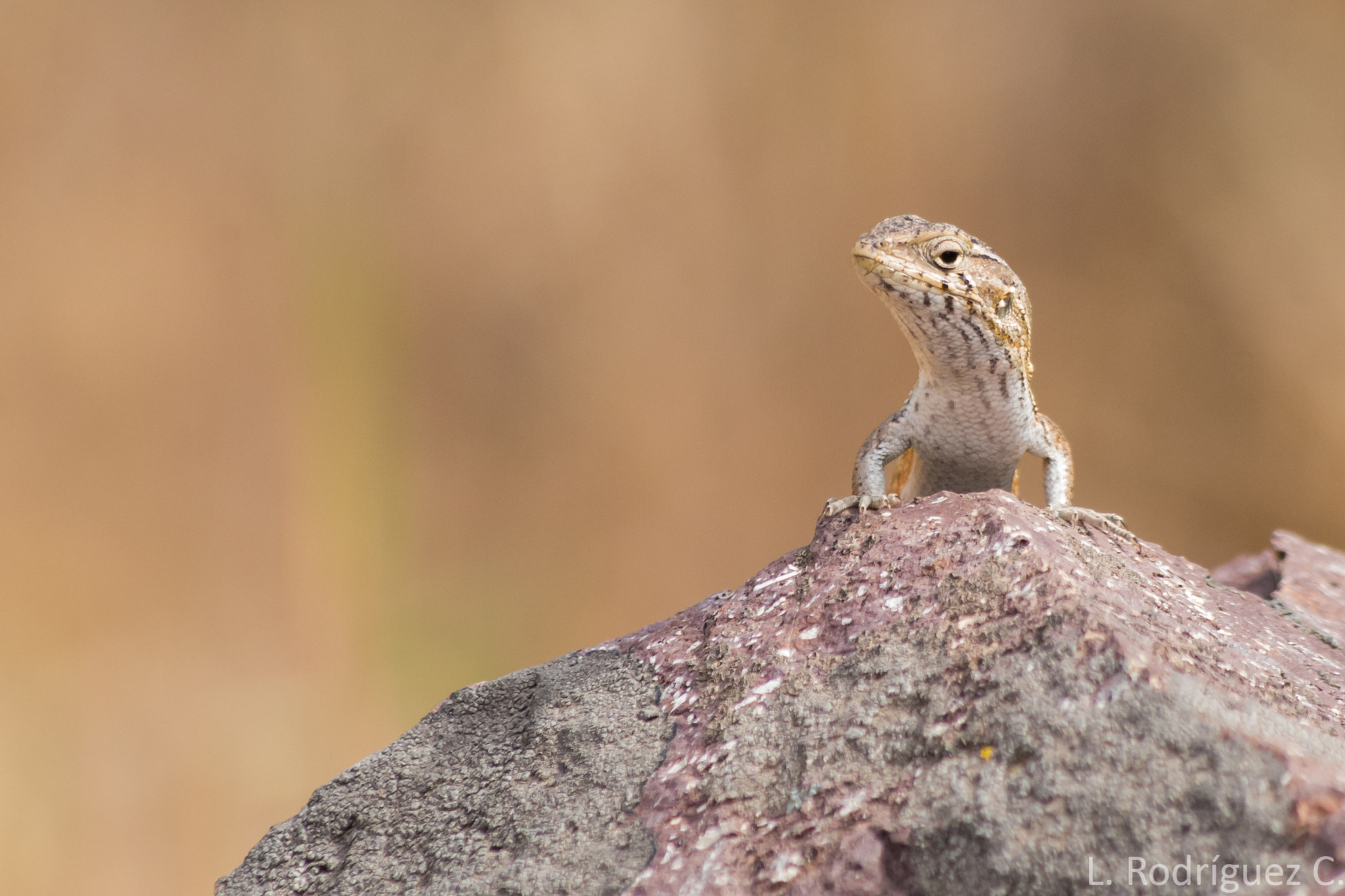 smc PENTAX-DA L 55-300mm F4-5.8 ED sample photo. Lagartija lemniscata - elegant tree iguana photography