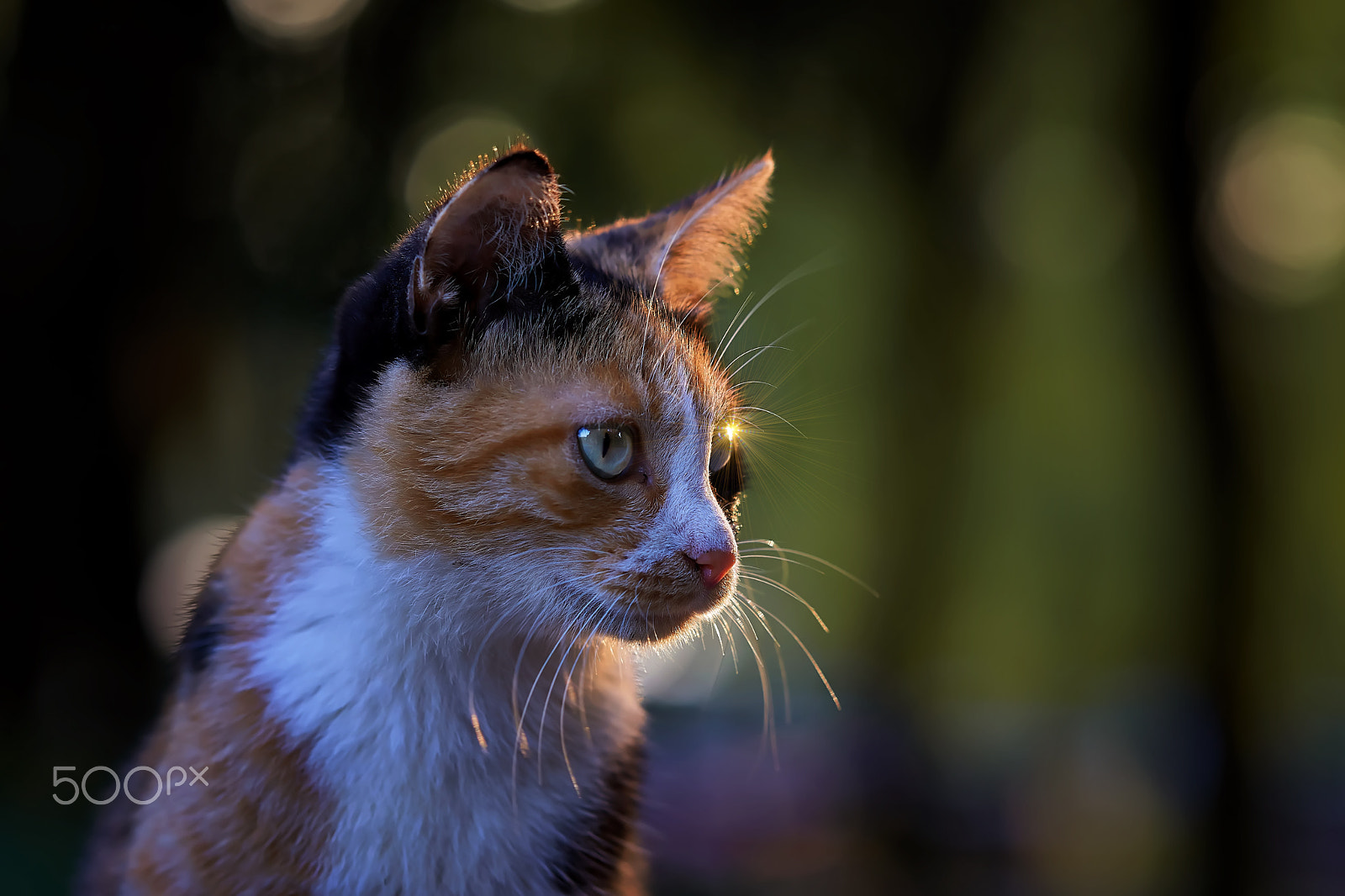Zeiss Sonnar T* 135 mm F1.8 ZA (SAL135F18Z) sample photo. Starlight photography