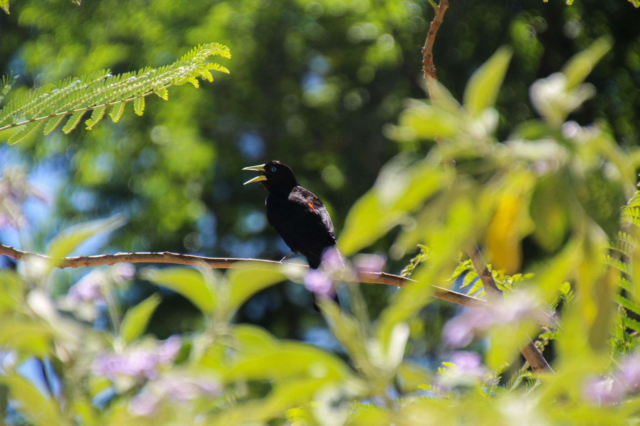 Canon EOS 700D (EOS Rebel T5i / EOS Kiss X7i) sample photo. Boyero cacique photography