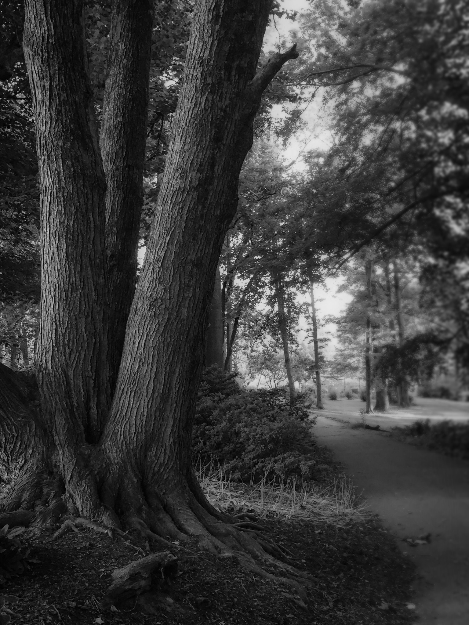 Apple iPhone7,2 sample photo. The path ahead photography