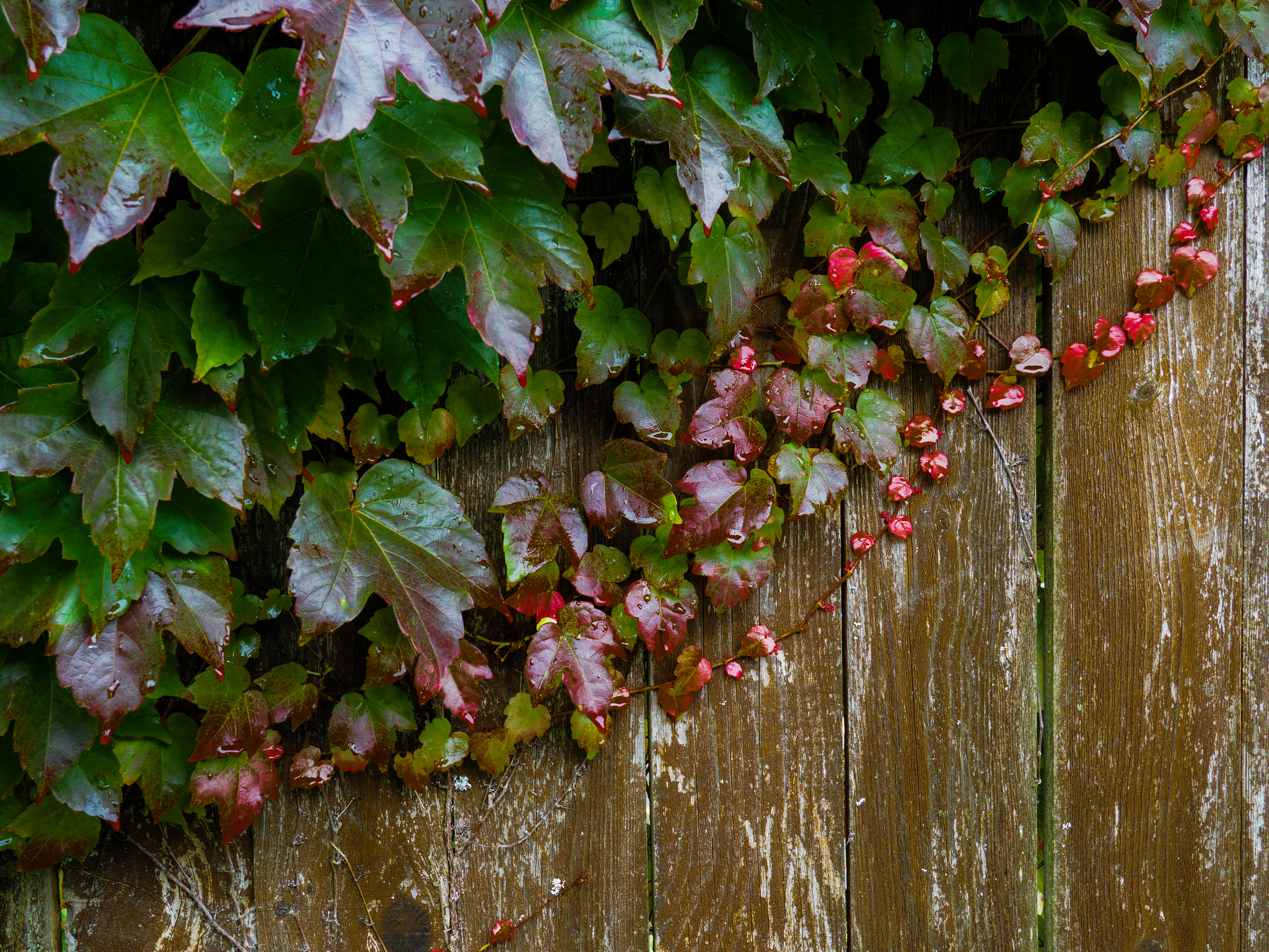 Olympus OM-D E-M5 II + Panasonic Lumix G 20mm F1.7 ASPH sample photo. Autumn ivy photography