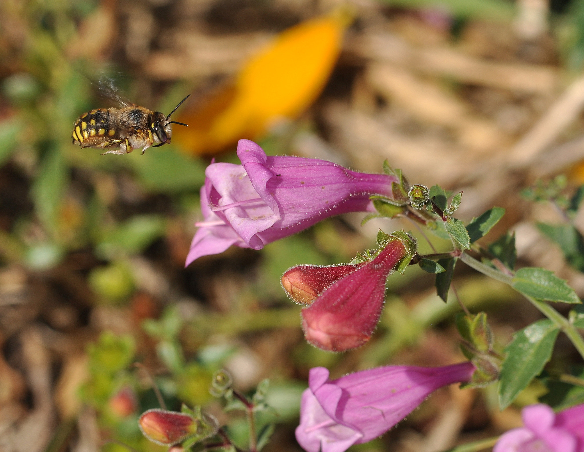 Nikon AF-S DX Micro-Nikkor 85mm F3.5G ED VR sample photo. Cleared for landing photography