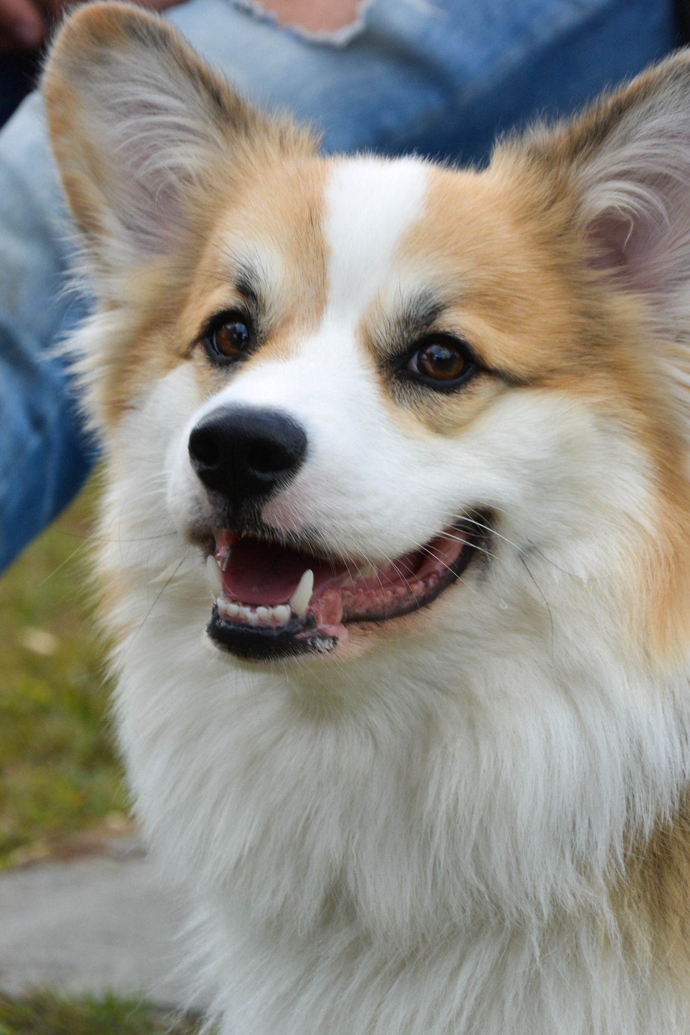 Nikon 1 Nikkor VR 30-110mm F3.8-5.6 sample photo. Corgi photography