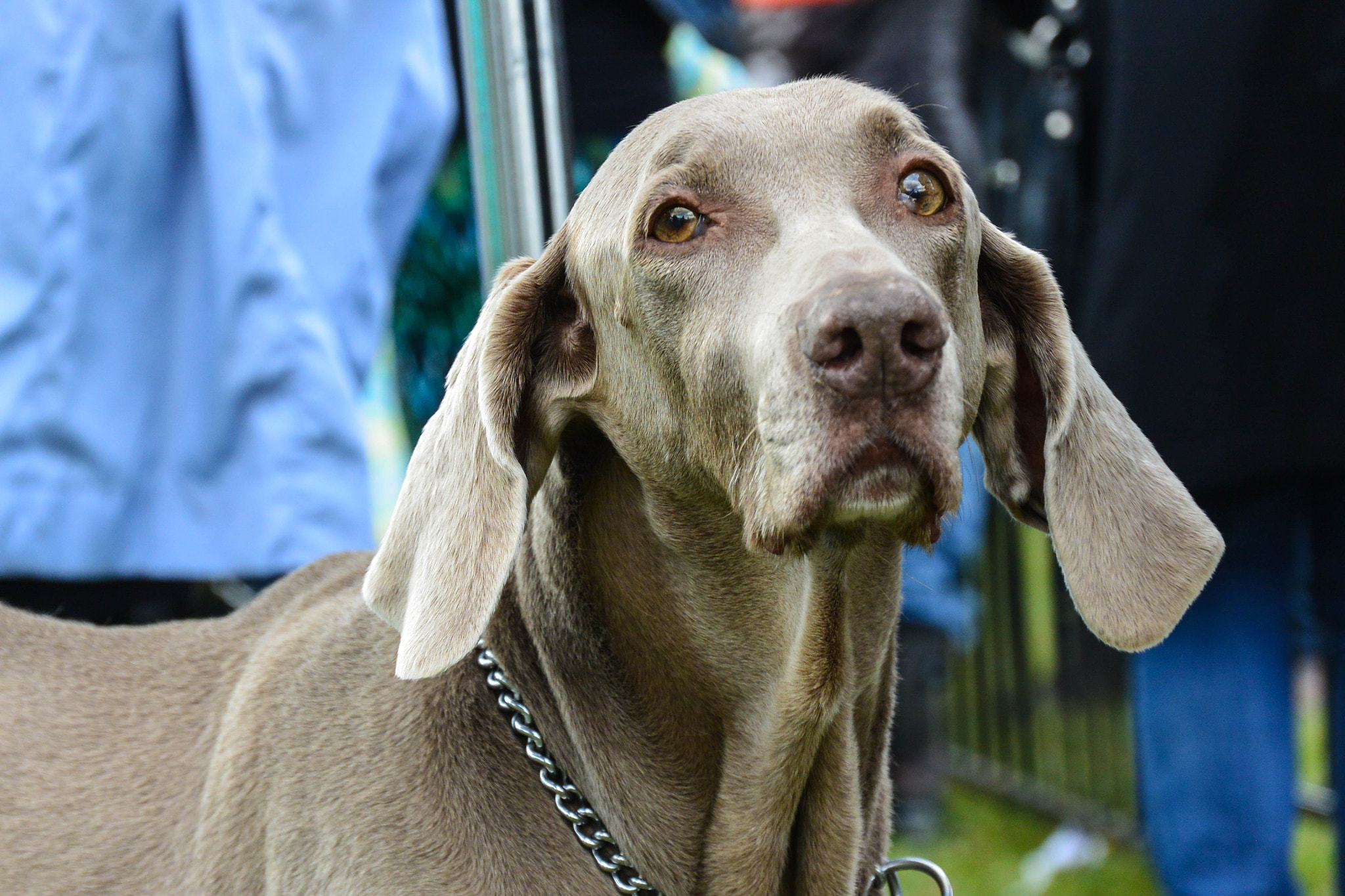 Nikon 1 J3 sample photo. Weimaraner photography