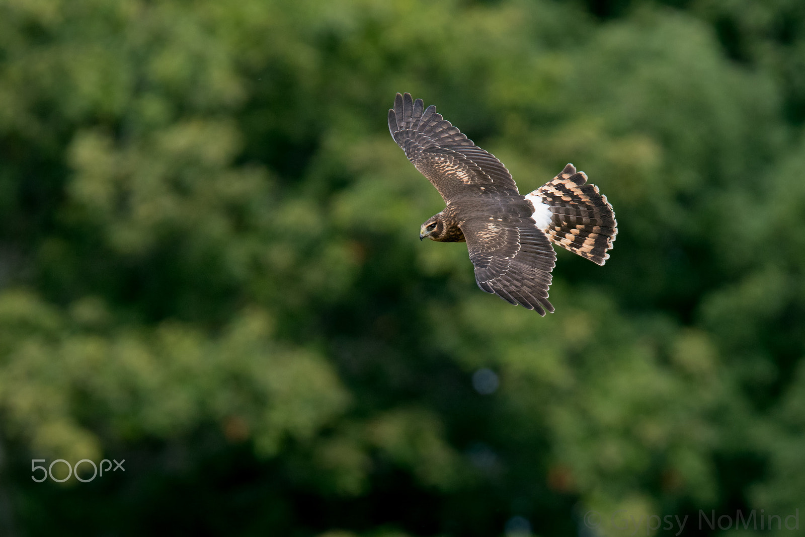 Canon EF 300mm F2.8L IS USM sample photo. Northernharrier photography