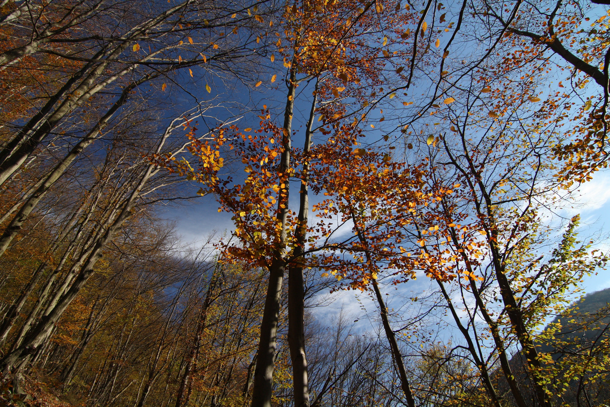 Canon EOS 1000D (EOS Digital Rebel XS / EOS Kiss F) sample photo. Autumn photography