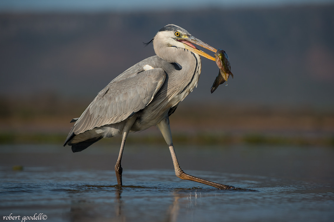 Nikon D4 sample photo. Grey heron with catch photography