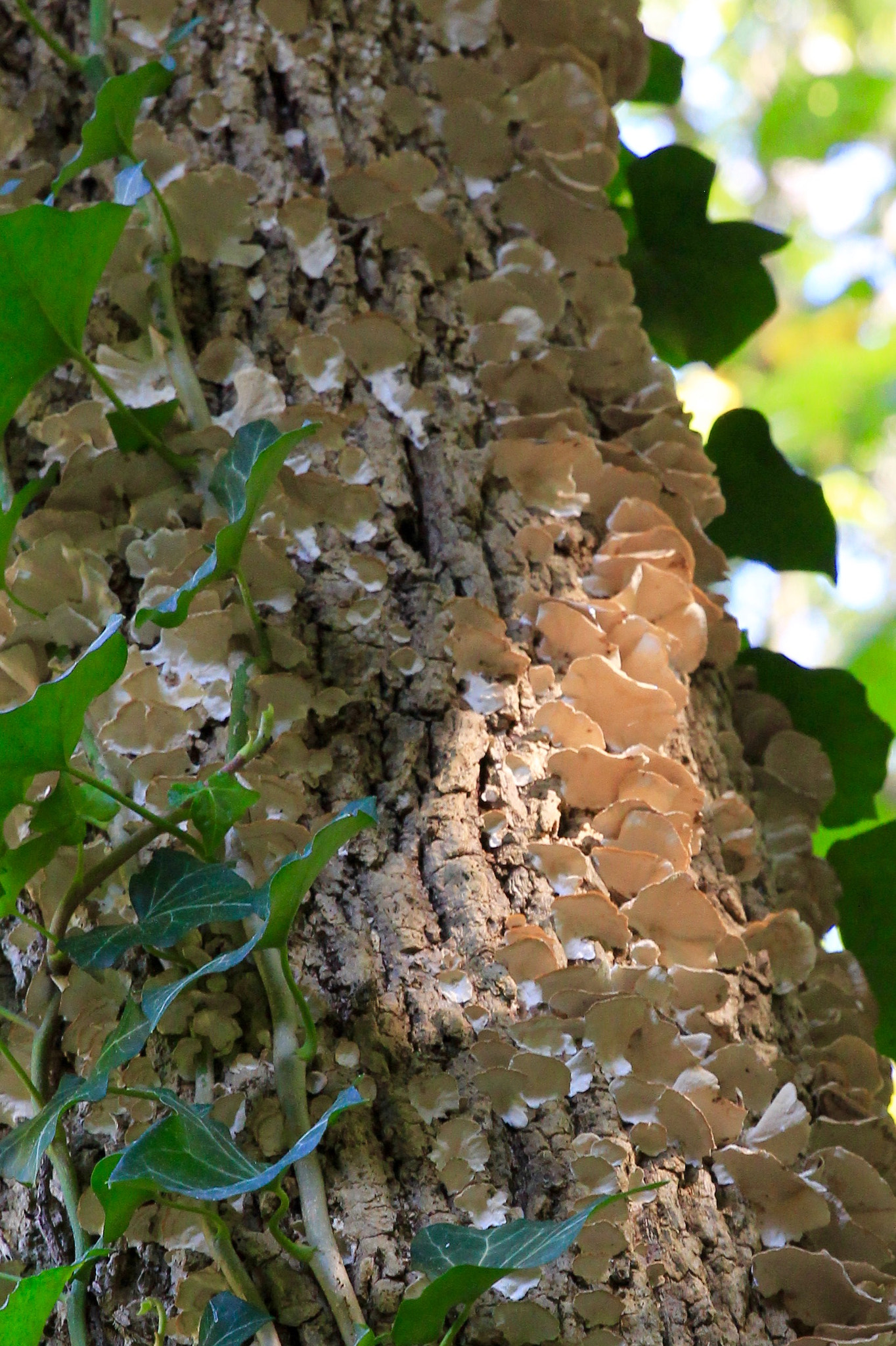 Canon EF 24-70mm F2.8L II USM sample photo. Fungi photography