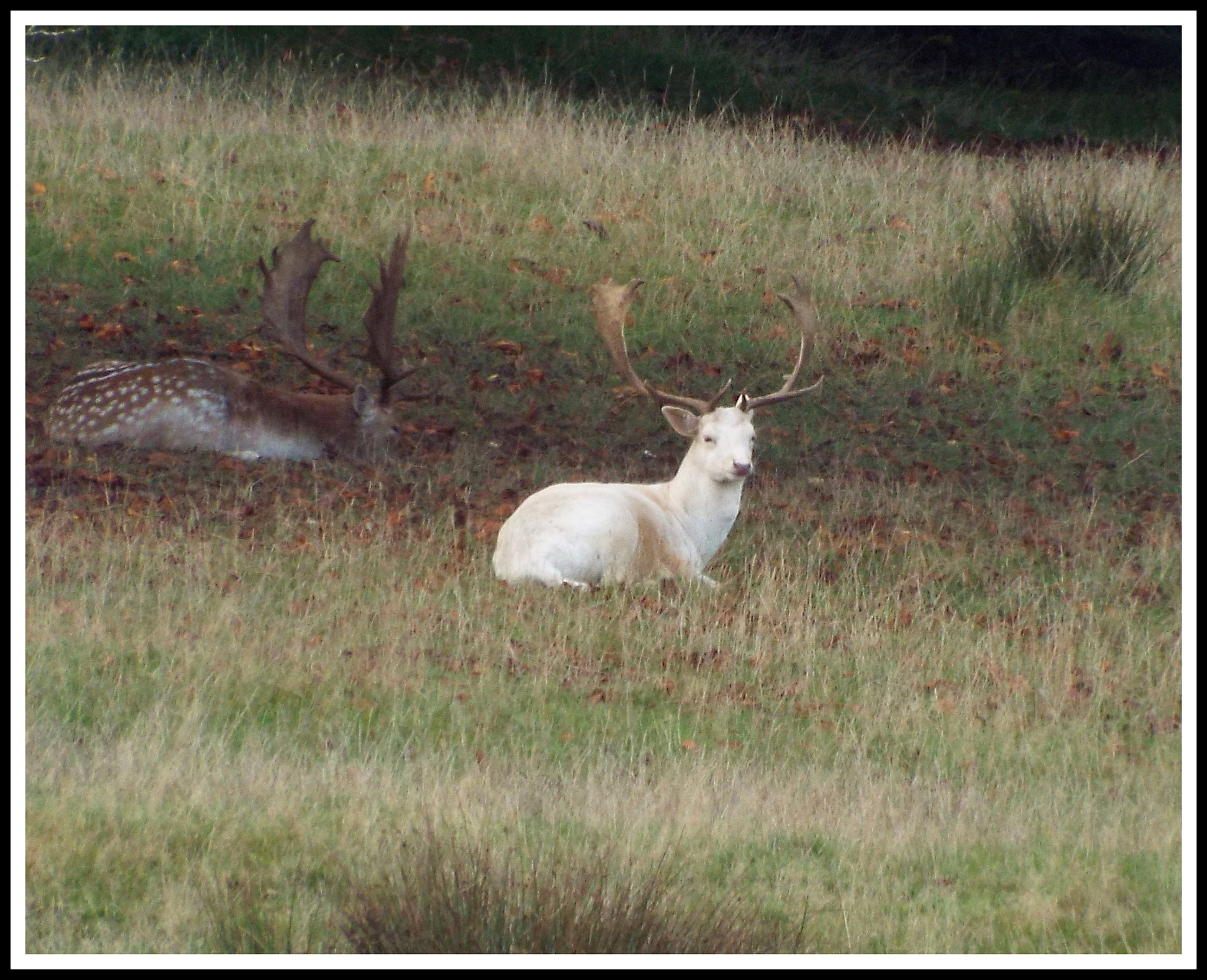 Fujifilm FinePix S8200 sample photo. Petworth park photography