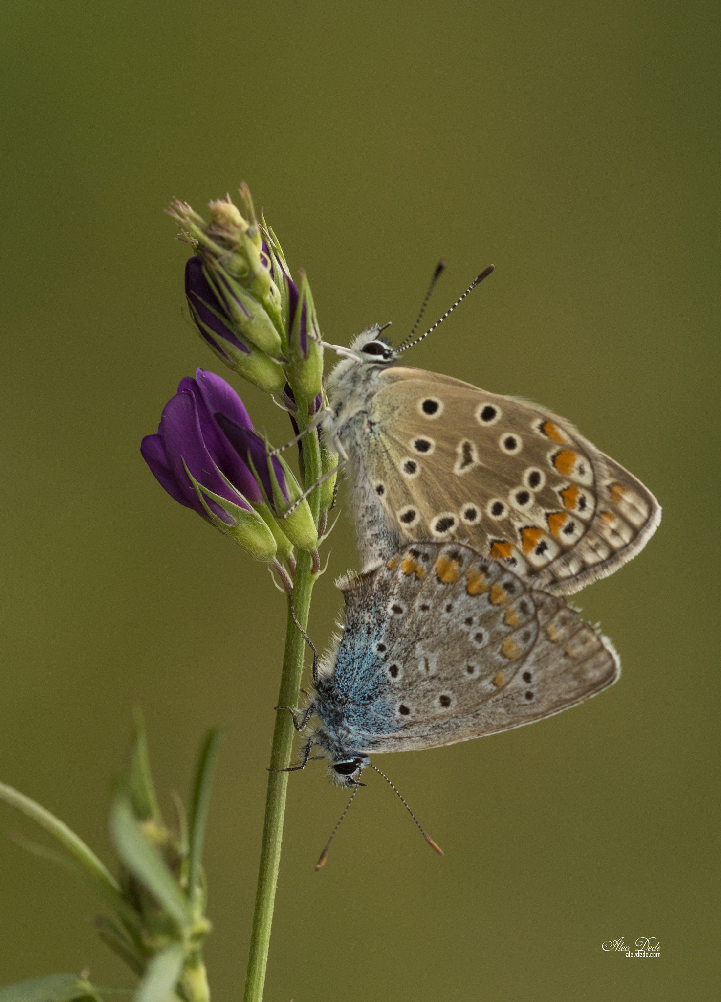 Sigma 105mm F2.8 EX DG OS HSM sample photo. Çokgözlü mavi / lycaenidae / polyommatus icaru photography