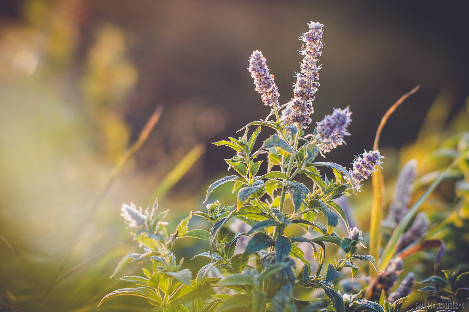 Sony 50mm F1.4 sample photo. Sunset photography