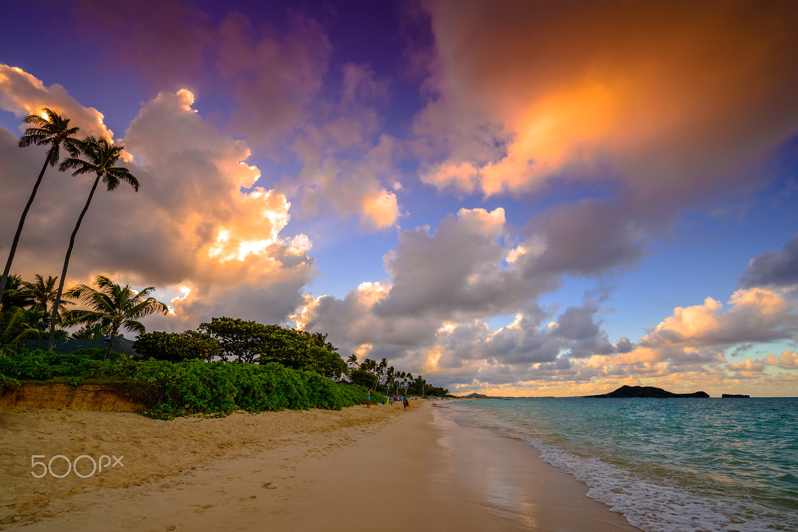 Nikon D800E sample photo. The swaying palms photography