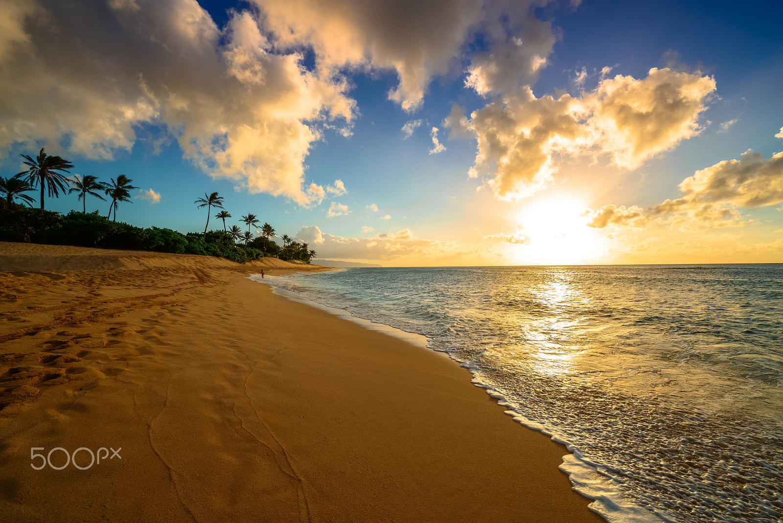 Nikon D800E sample photo. The golden palms photography