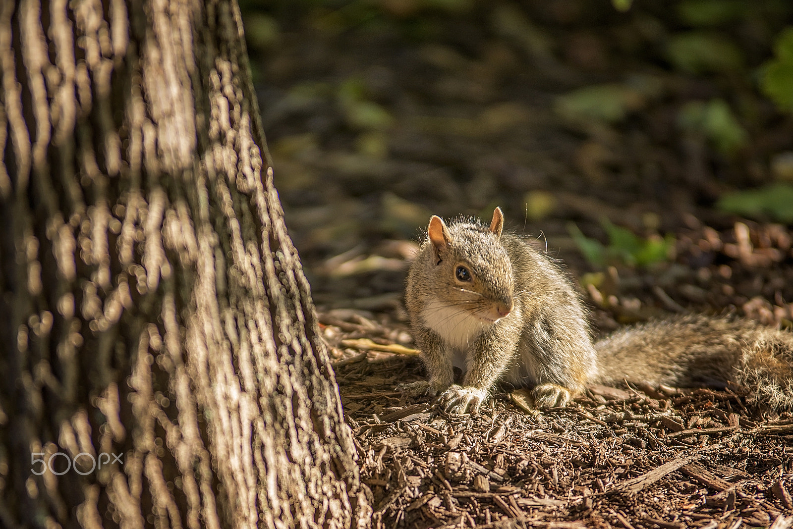 Nikon D600 sample photo. I love but i hate them! photography