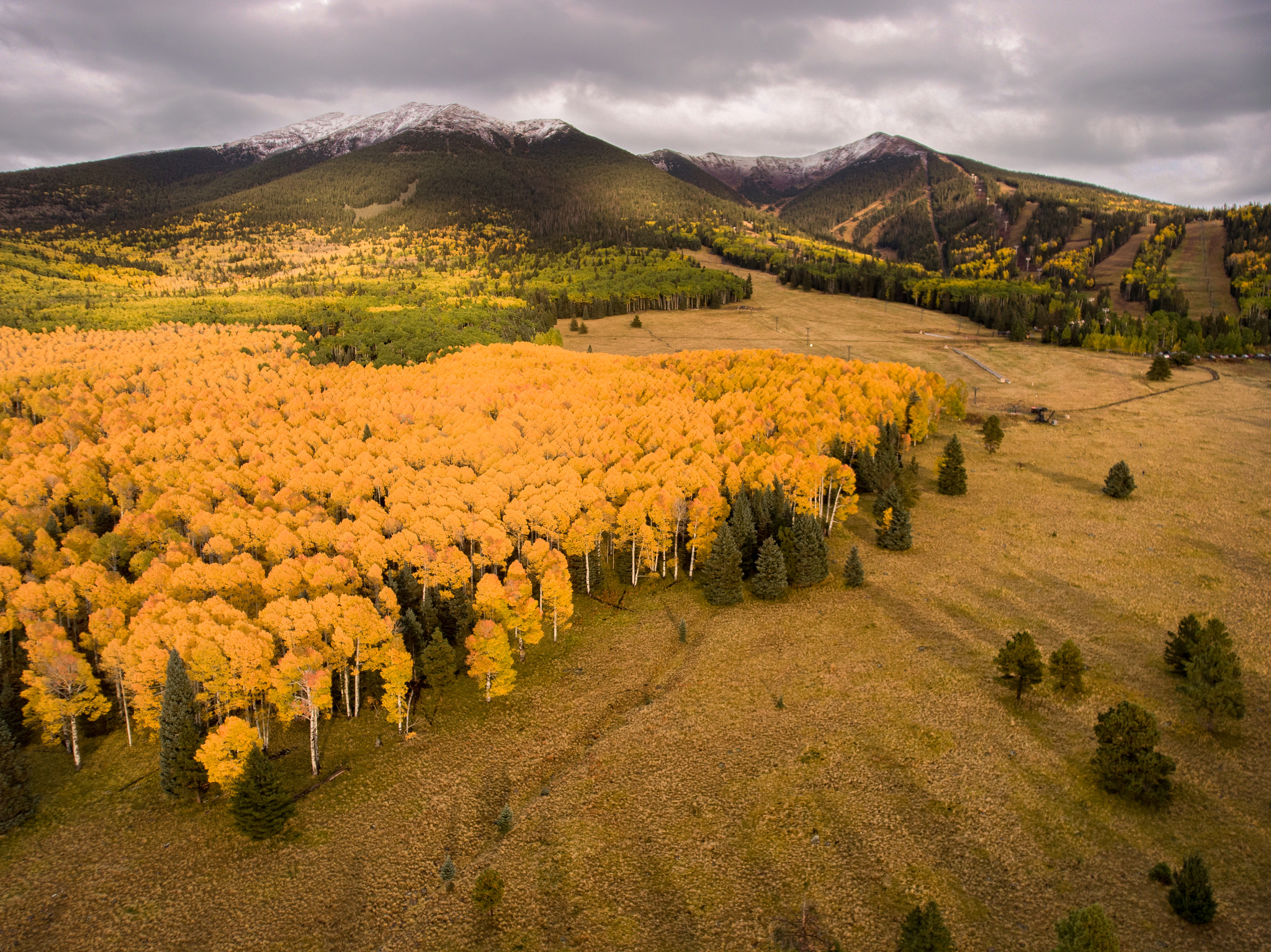 Snowbowl Aspens