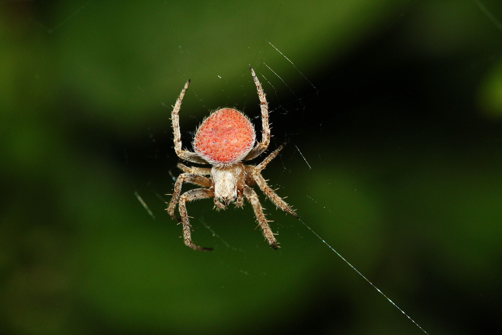 Canon EF 100mm F2.8 Macro USM sample photo. Web of deceit photography