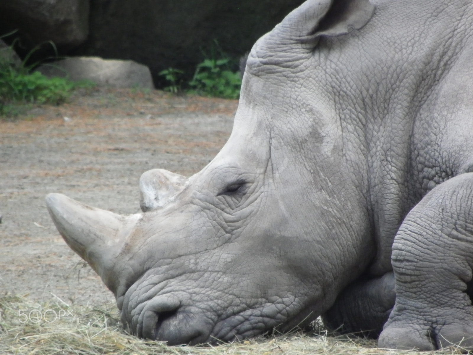 Pentax X90 sample photo. Slumbering rhino photography