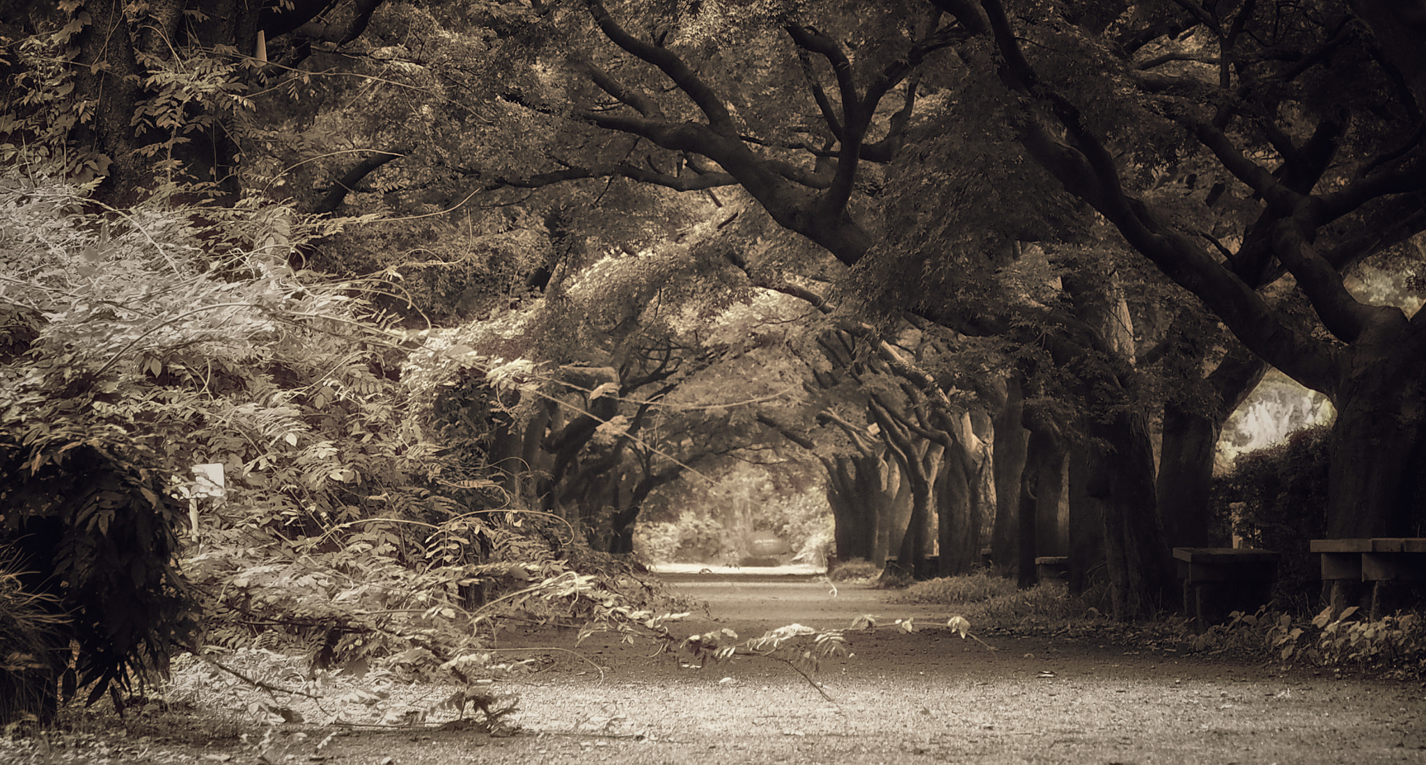 Olympus PEN E-PL7 sample photo. Mysterious avenue photography