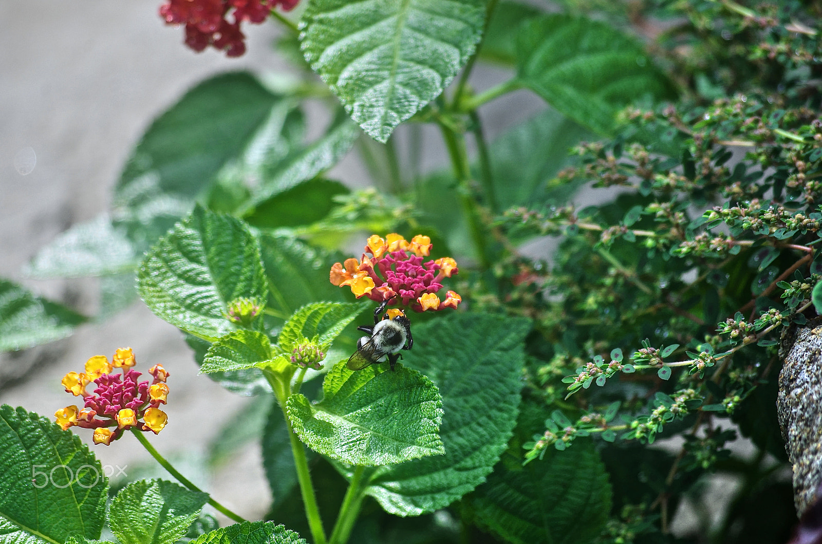 Pentax smc DA 50-200mm F4-5.6 ED sample photo. Nectar photography
