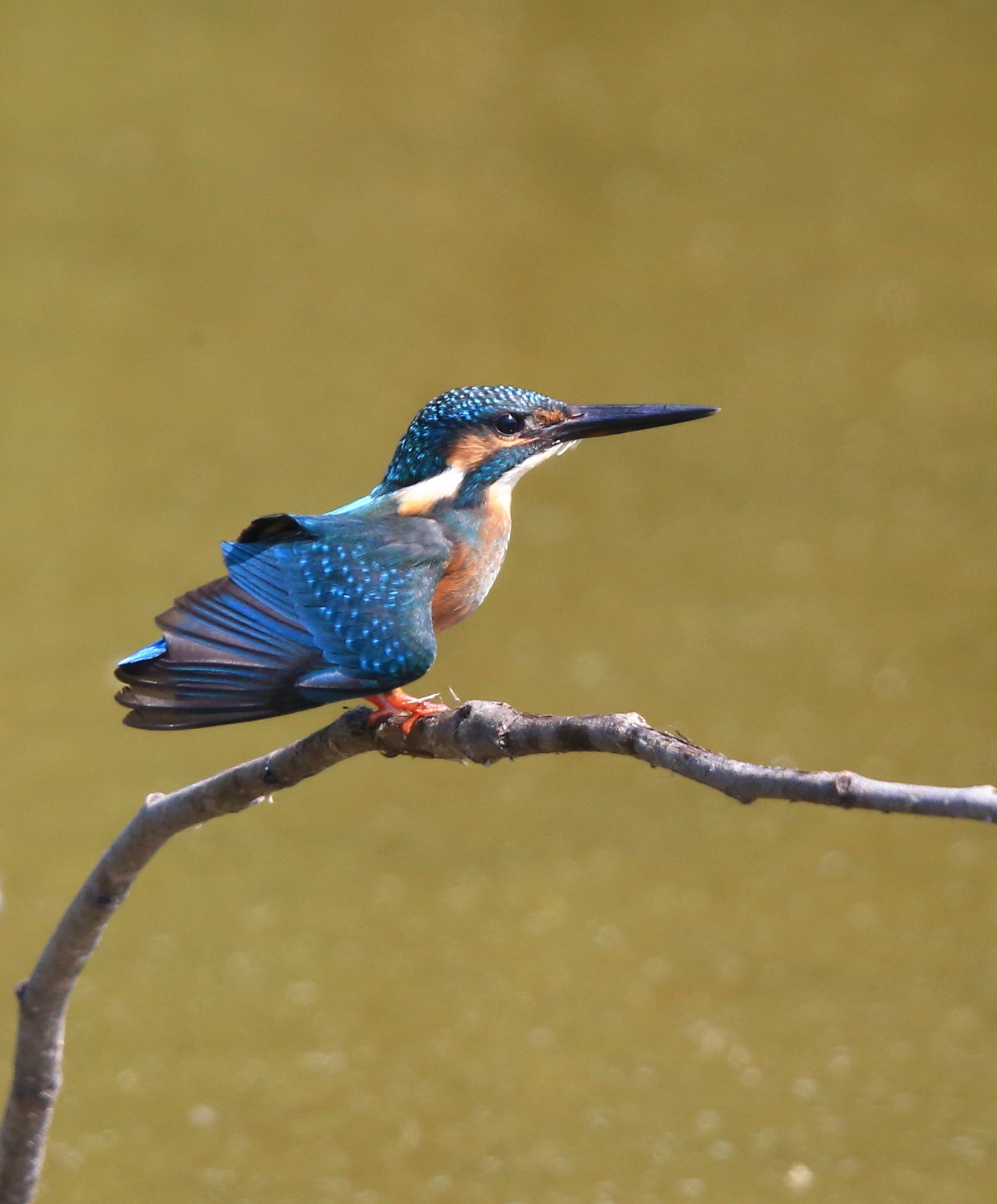 Canon EF 600mm F4L IS II USM sample photo. 248 photography