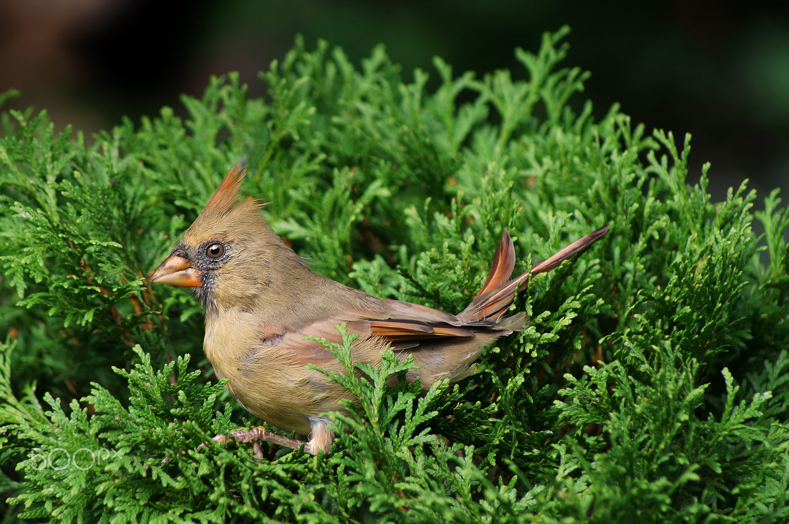 Sony 75-300mm F4.5-5.6 sample photo. Northern cardinal photography