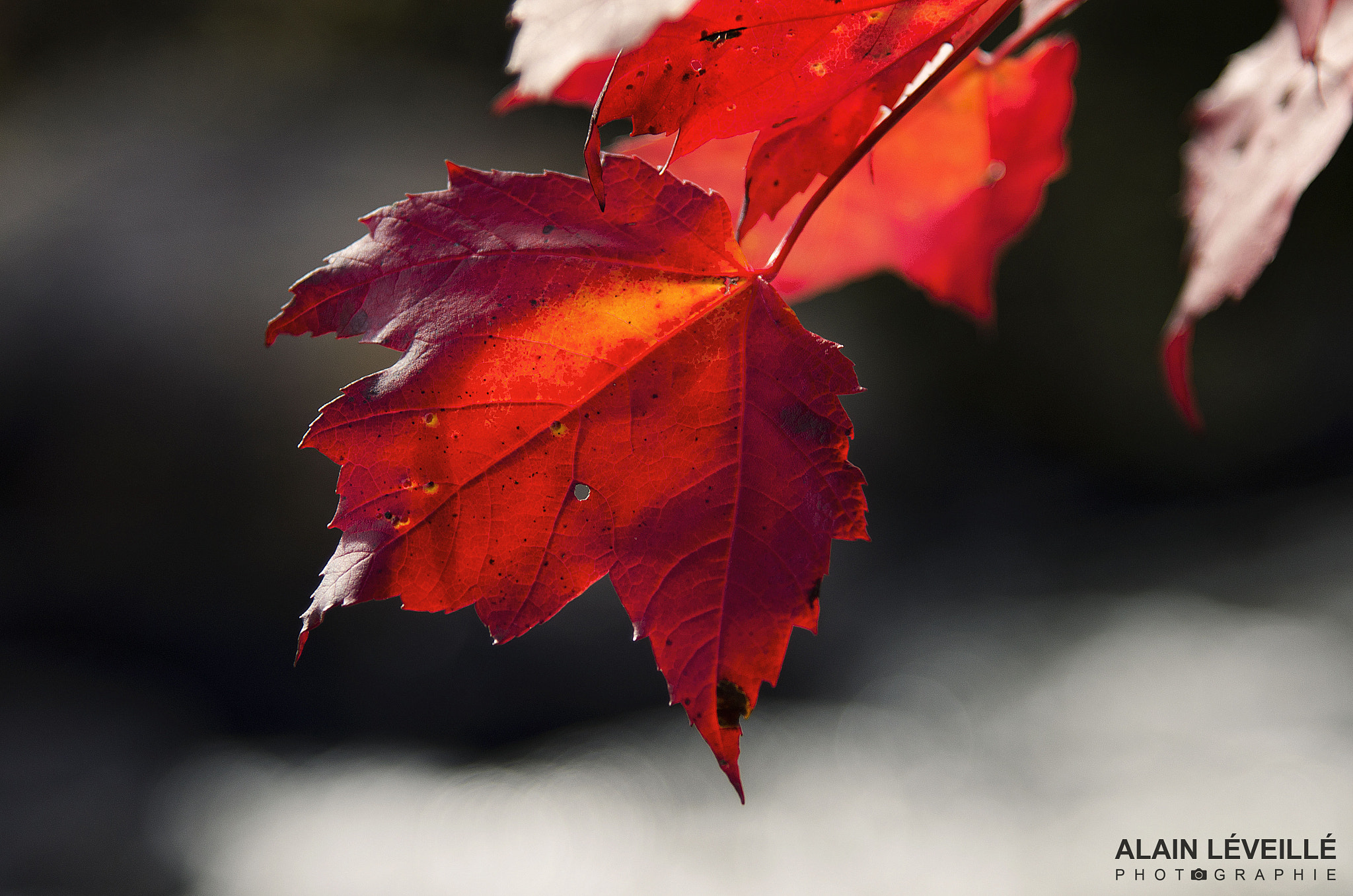Nikon AF-S Nikkor 24-120mm F4G ED VR sample photo. Fall colours photography