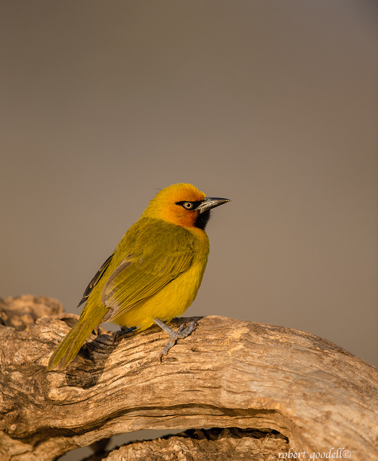 Nikon D4 sample photo. Spectacled weaver photography