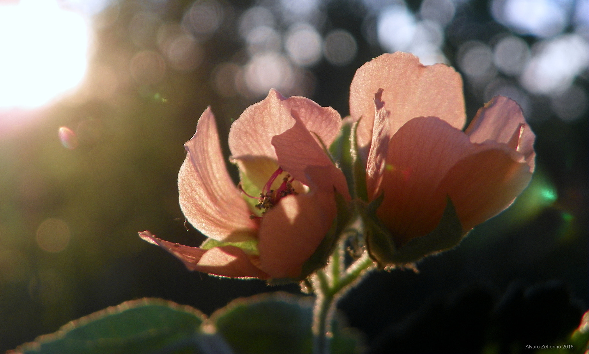 Kodak EasyShare Z981 sample photo. Diálogos entre flores y luces photography