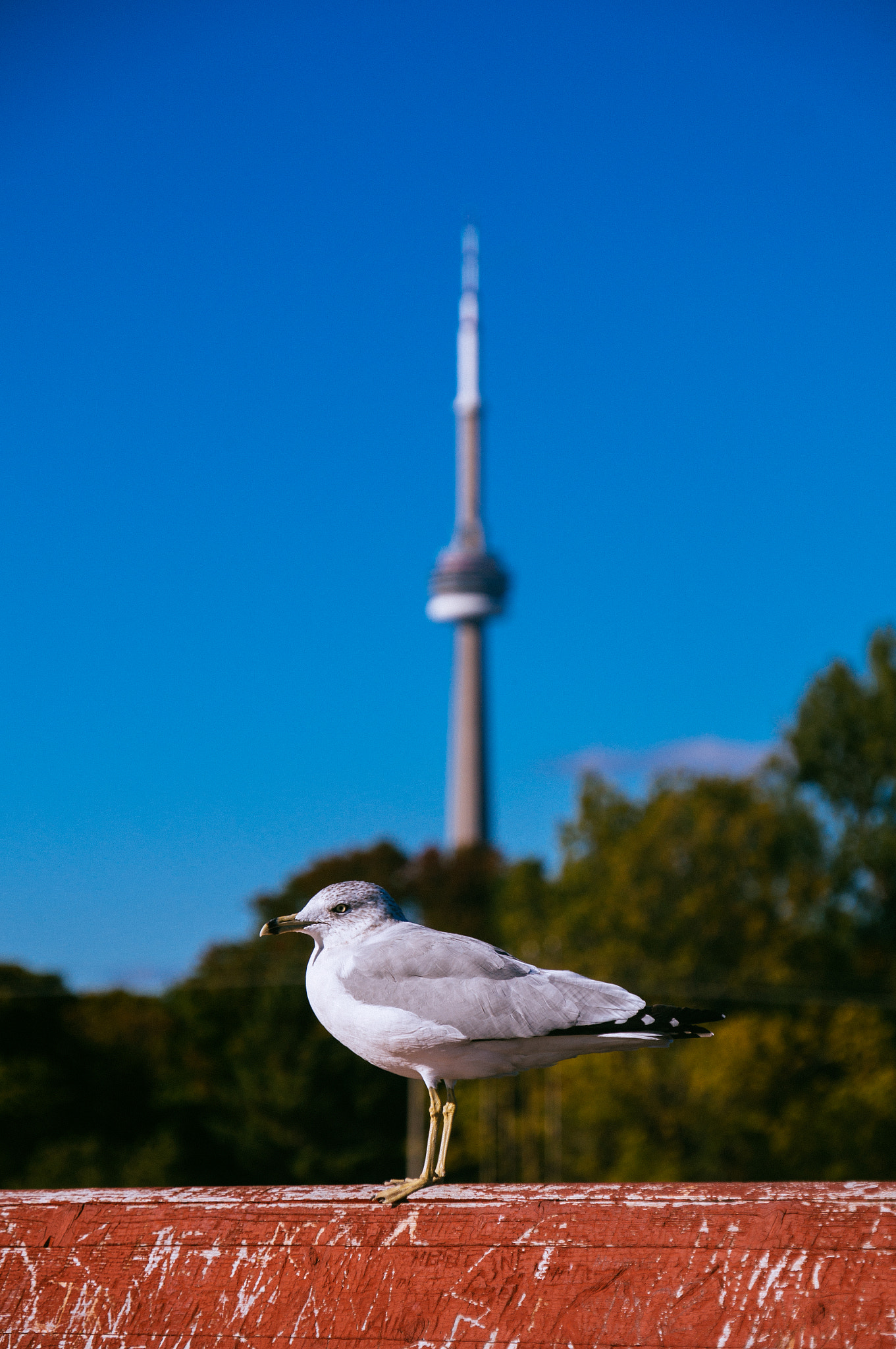 Sony NEX-VG30E + Sony E PZ 18-200mm F3.5-6.3 OSS sample photo. Sweet grass ontario - bird & cn tower photography