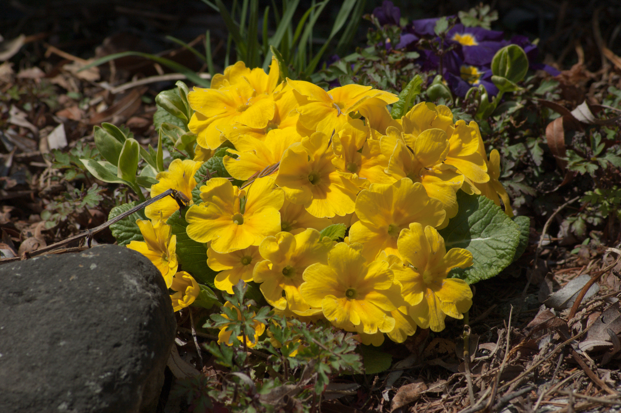 Nikon D50 sample photo. Yellow flower photography