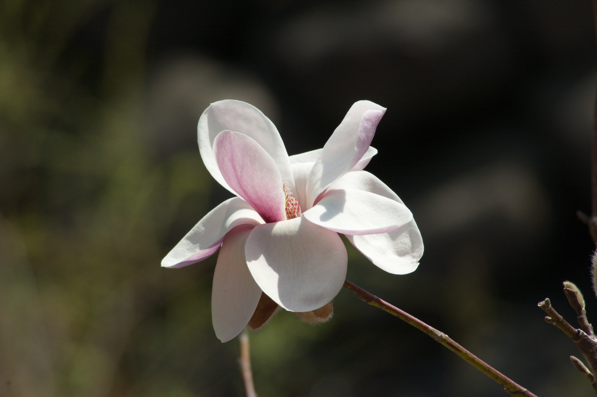 Nikon D50 sample photo. Magnolia photography
