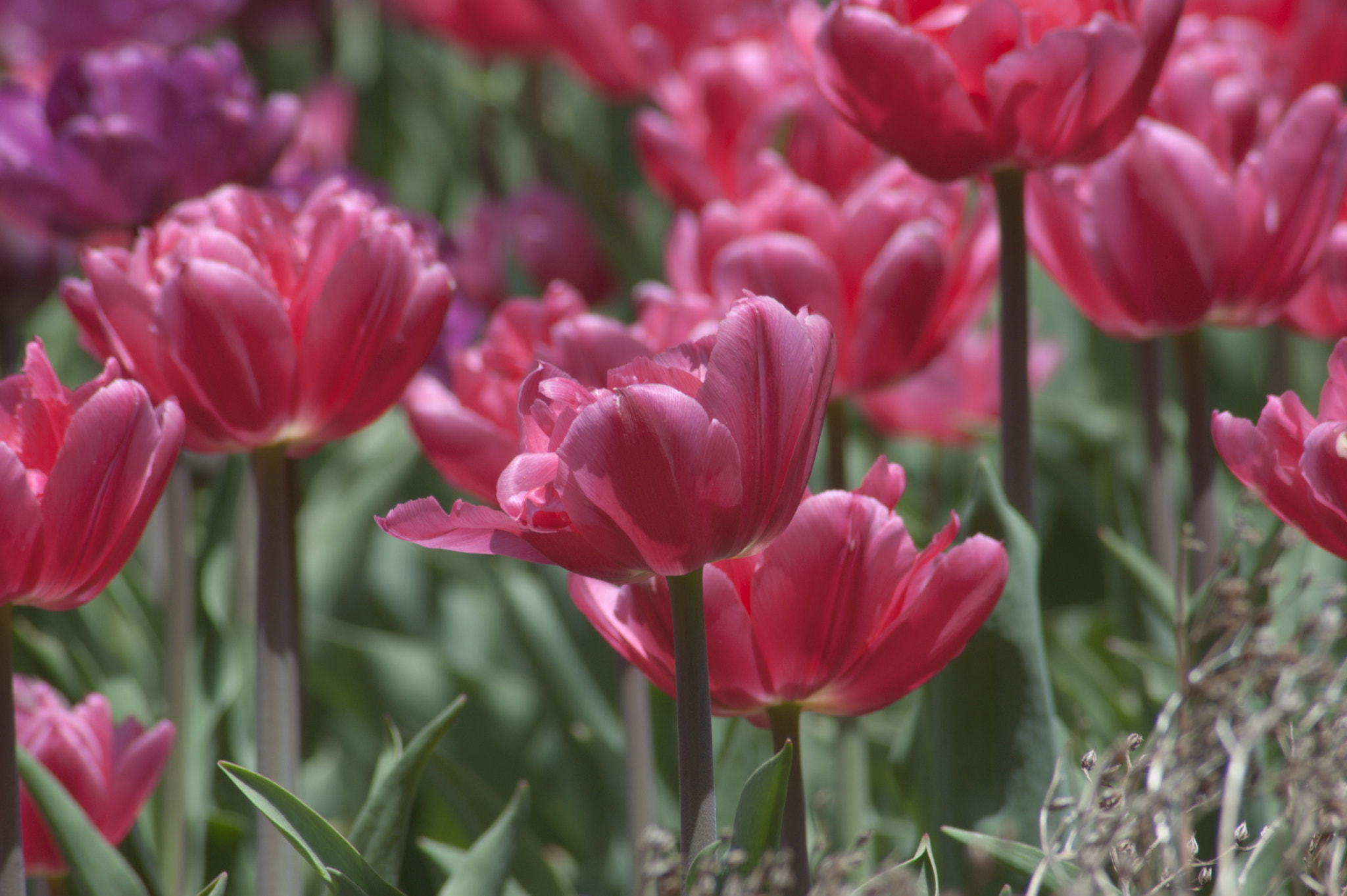 Nikon D50 sample photo. Tulips photography