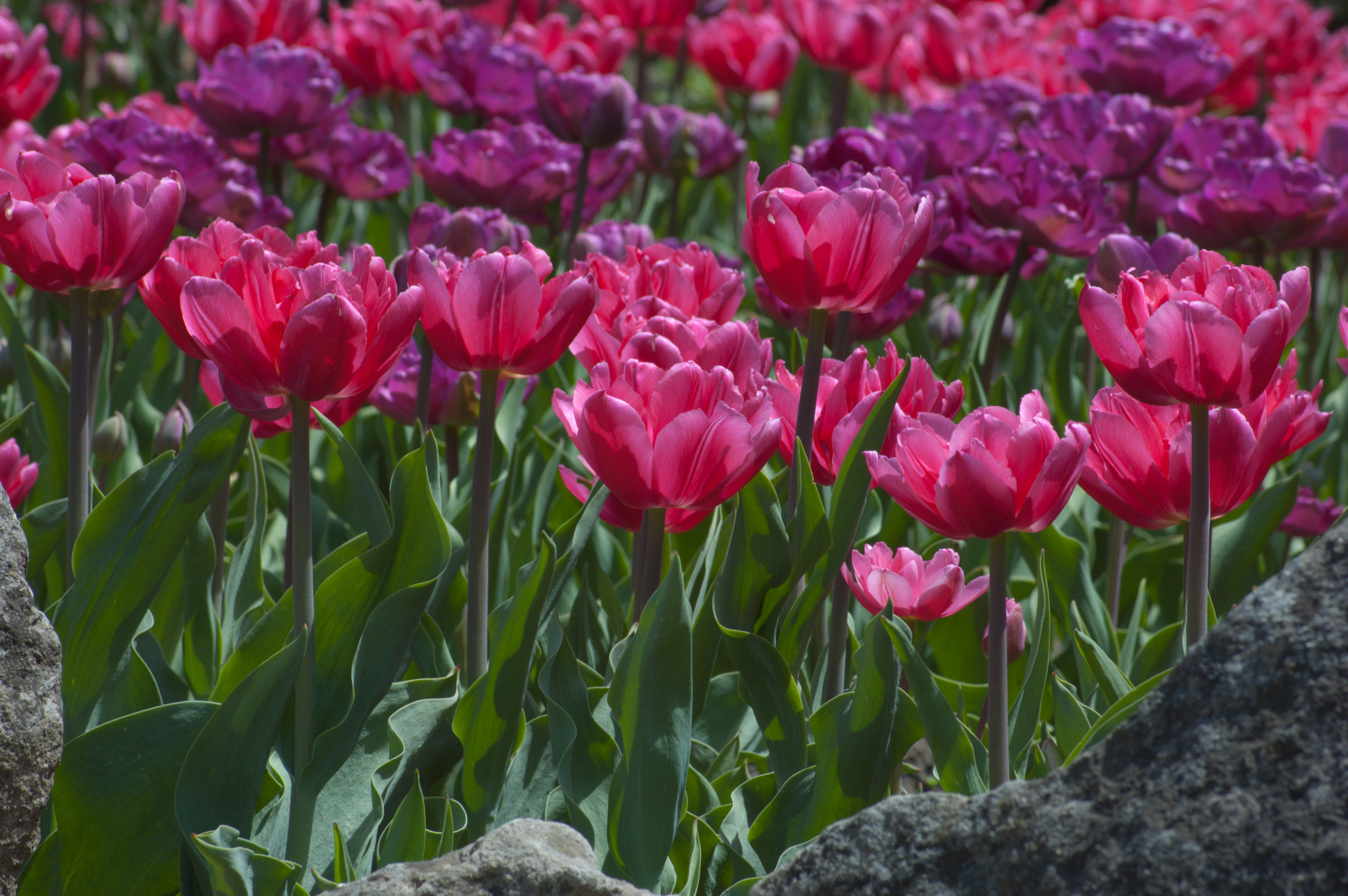 Nikon D50 sample photo. Tulips photography