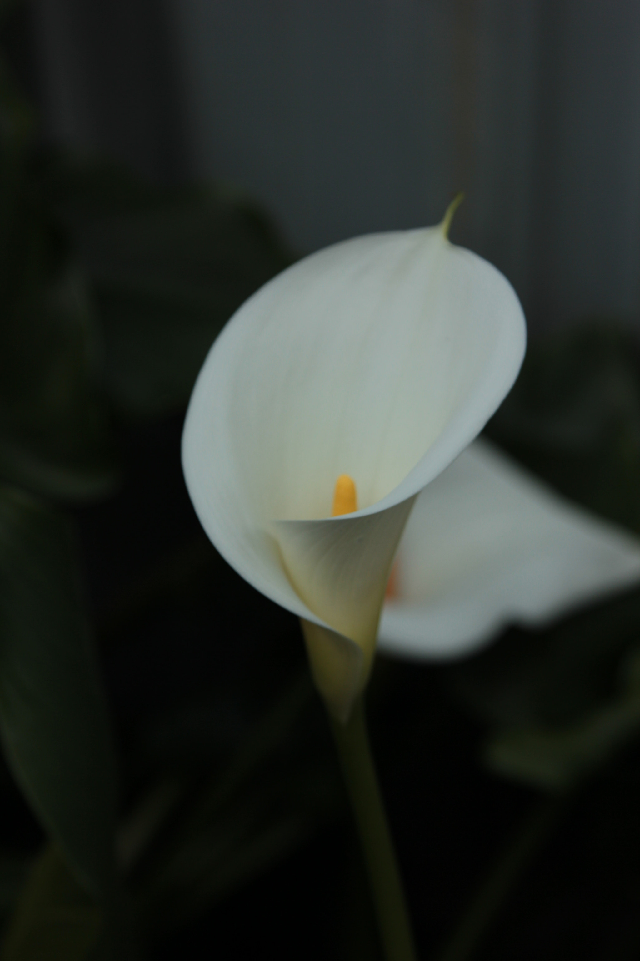 Canon EOS 600D (Rebel EOS T3i / EOS Kiss X5) sample photo. Calla lilly photography