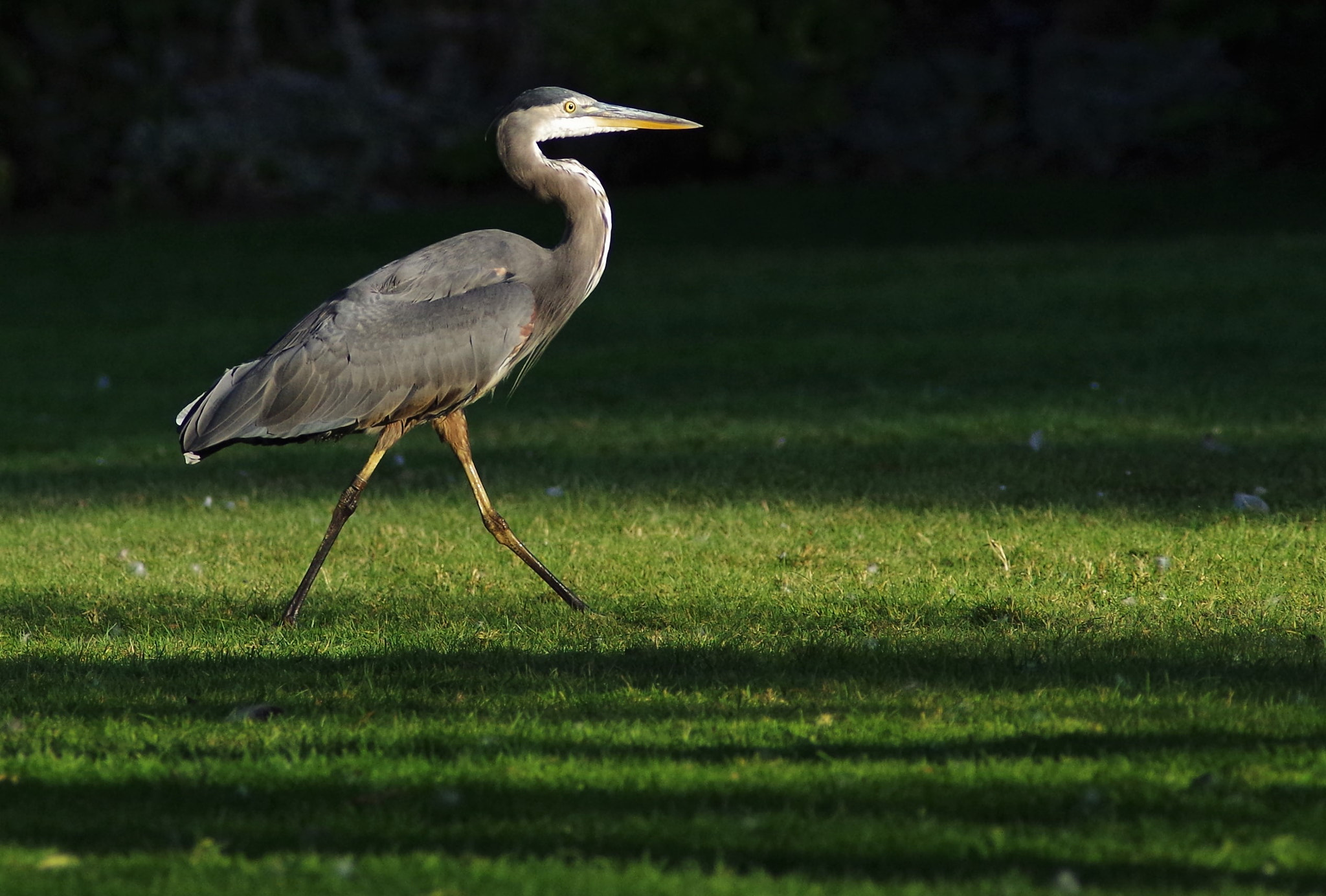 Pentax K-30 + A Series Lens sample photo. Heron photography