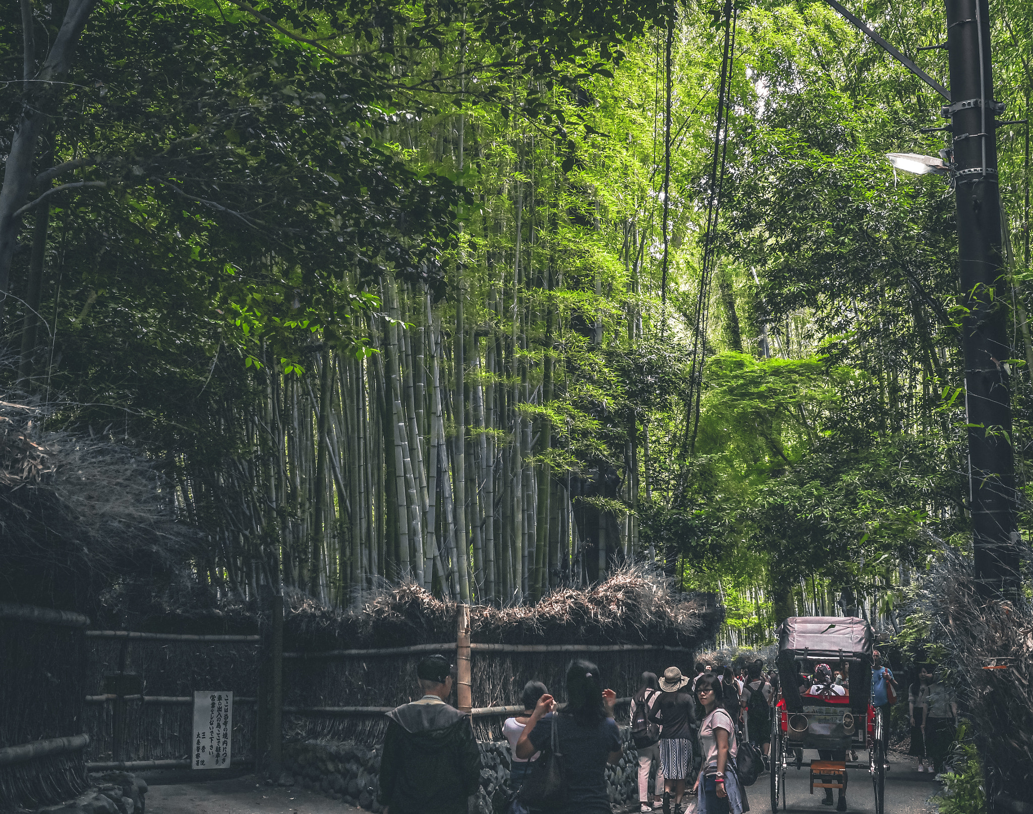 Panasonic Lumix DMC-GX8 + Panasonic Leica DG Summilux 25mm F1.4 II ASPH sample photo. Bamboo forest photography