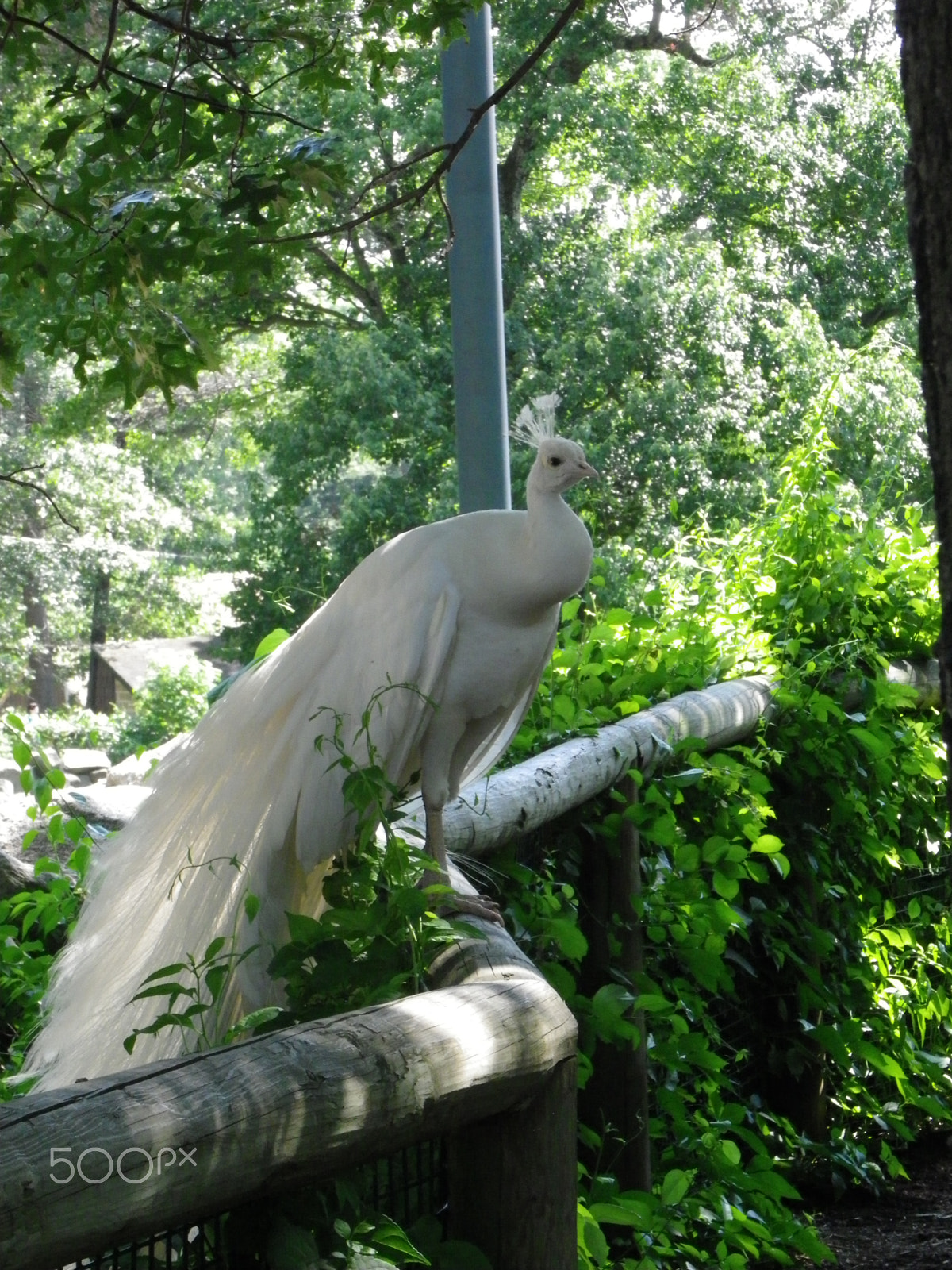 Pentax X90 sample photo. Albino peacock photography