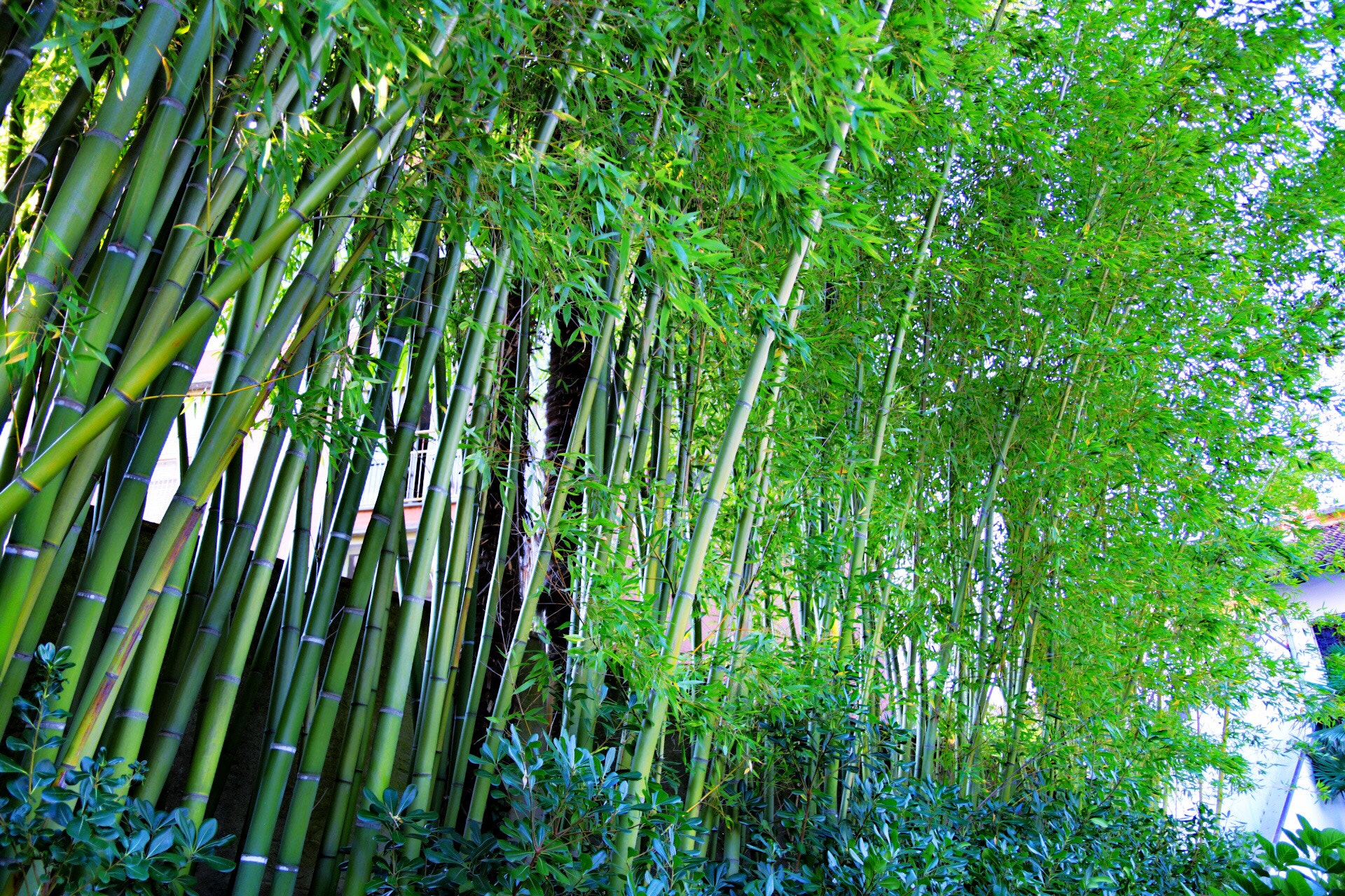 Canon 17-50mm sample photo