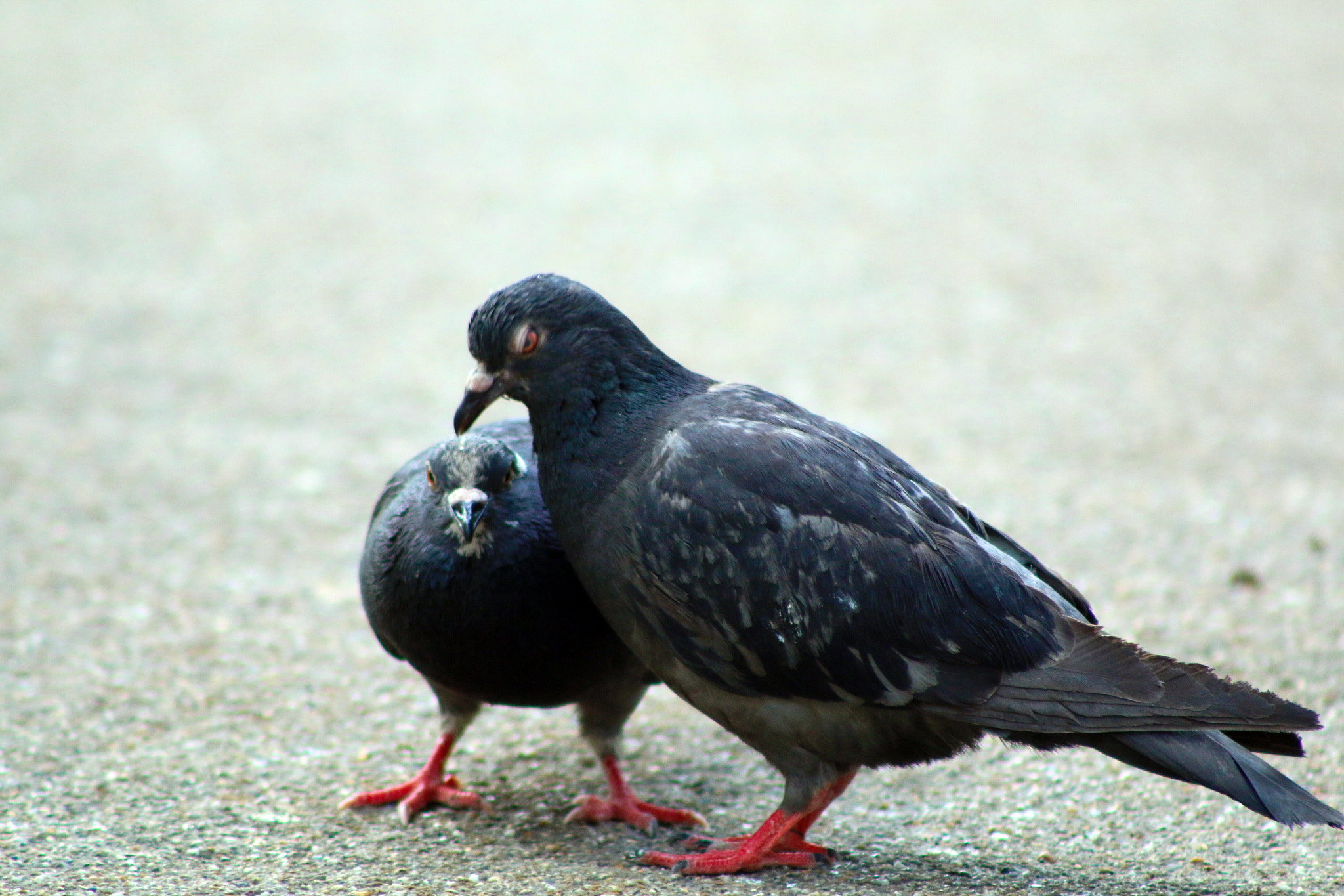 Canon EF 75-300mm f/4-5.6 USM sample photo. Behave photography
