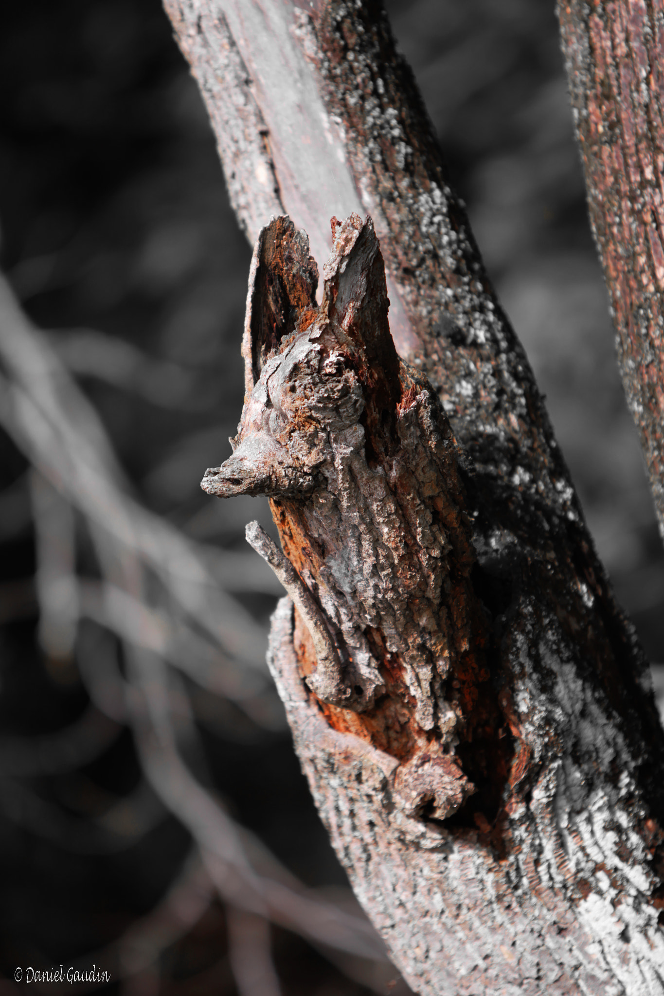 Canon EOS-1D Mark IV sample photo. ... photography