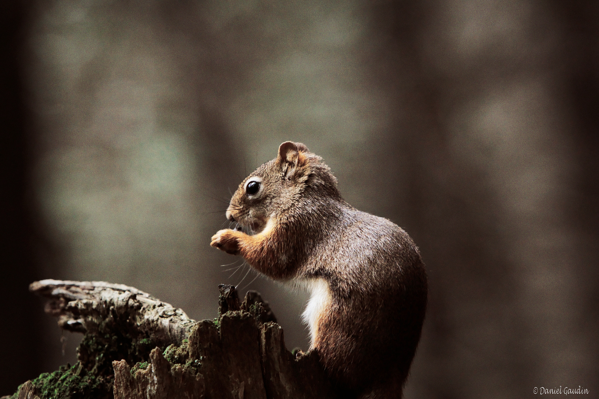 Canon EOS-1D Mark IV sample photo. Copie photography