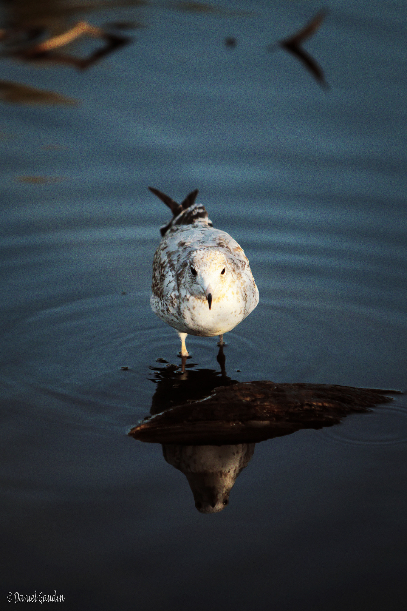 Canon EOS-1D Mark IV sample photo. Copie photography