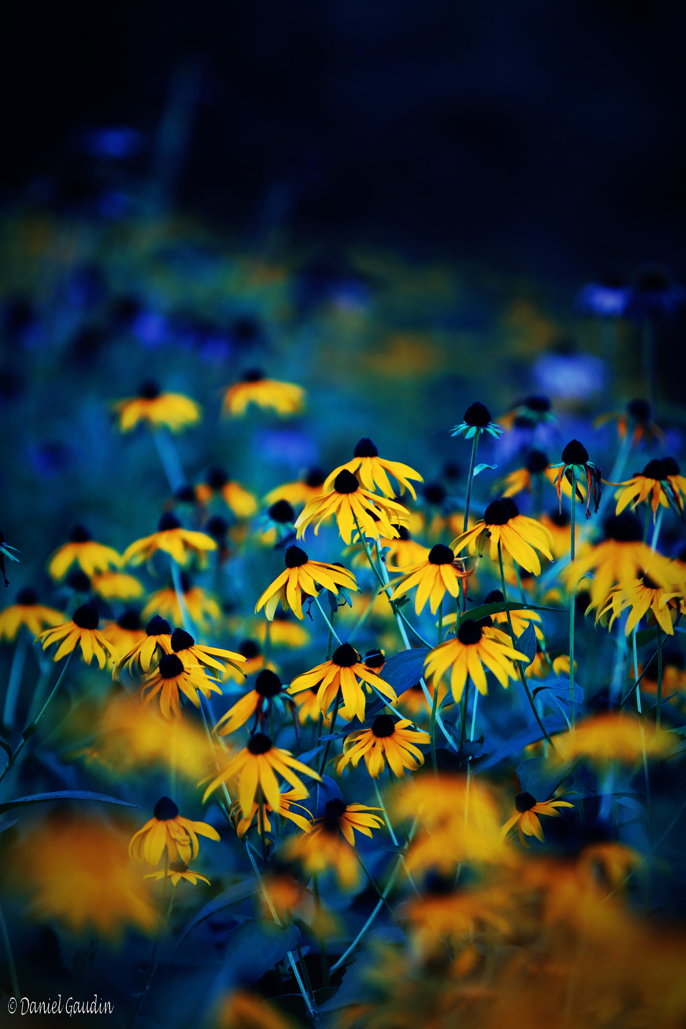 Canon EOS-1D Mark IV sample photo. Copie photography